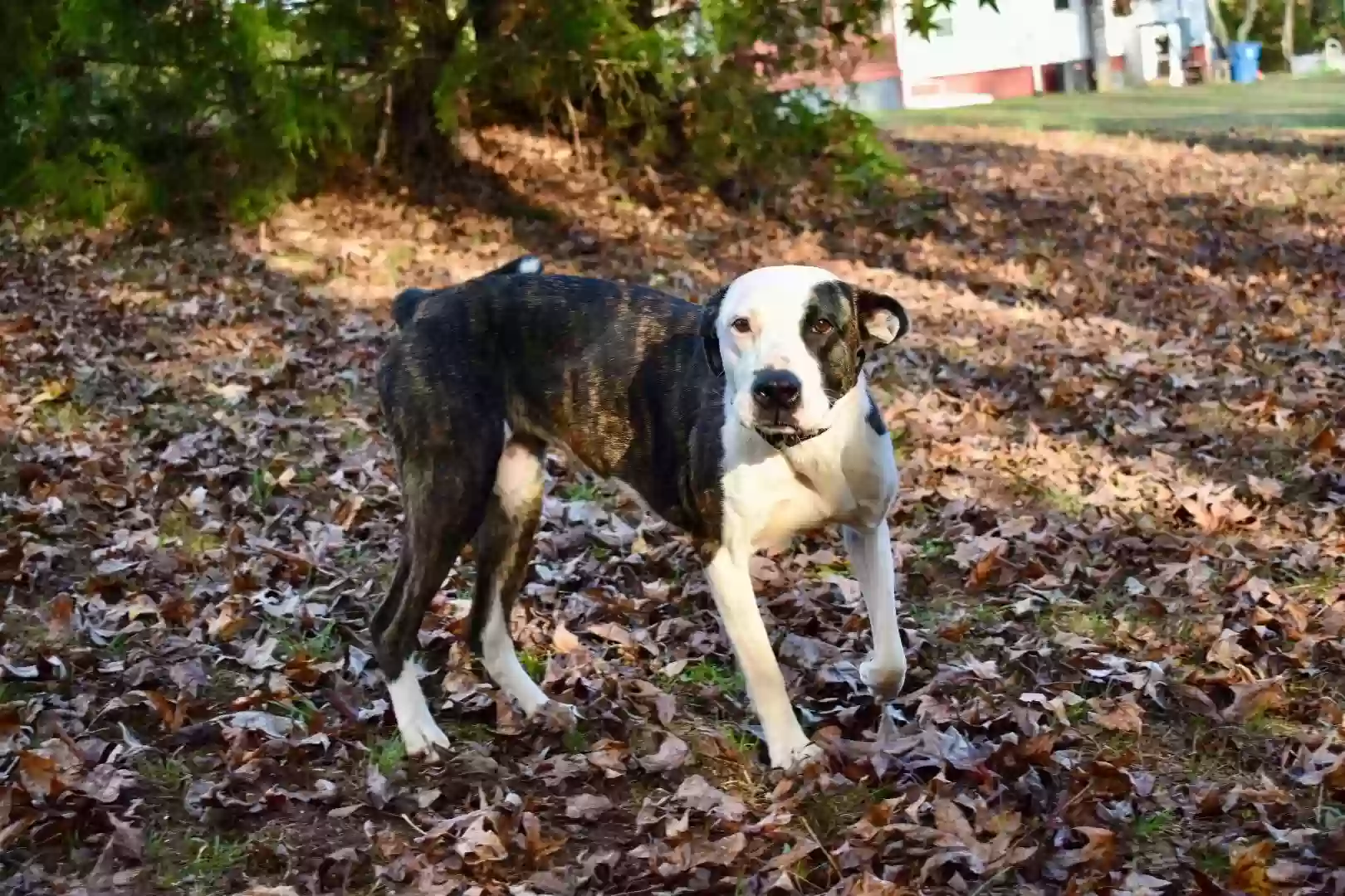 /lostandfound/images/lnfpets/original/186966_photo.webp