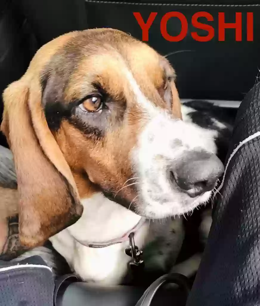 /lostandfound/images/lnfpets/original/186985_photo.webp