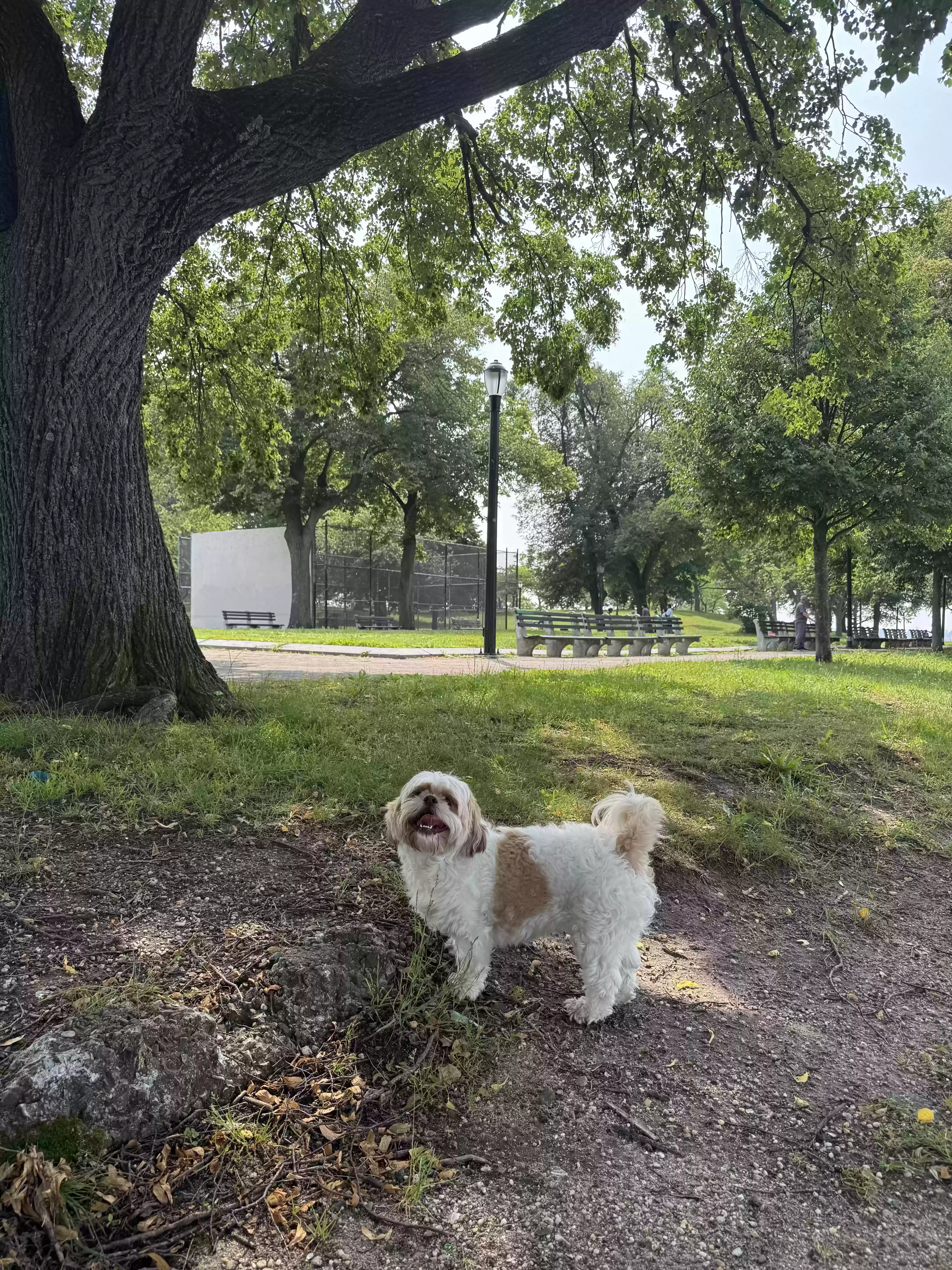 /lostandfound/images/lnfpets/original/186991_photo.webp