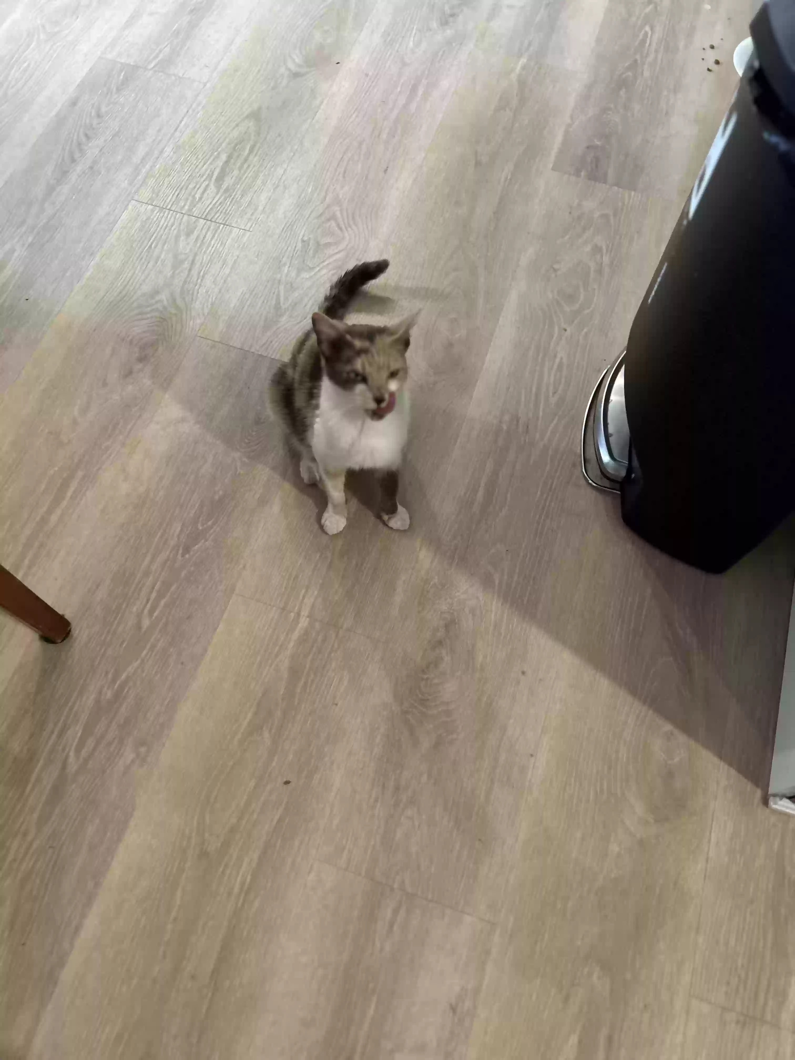 /lostandfound/images/lnfpets/original/187119_photo.webp