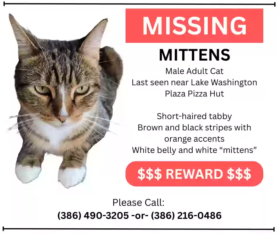 /lostandfound/images/lnfpets/original/187161_photo.webp