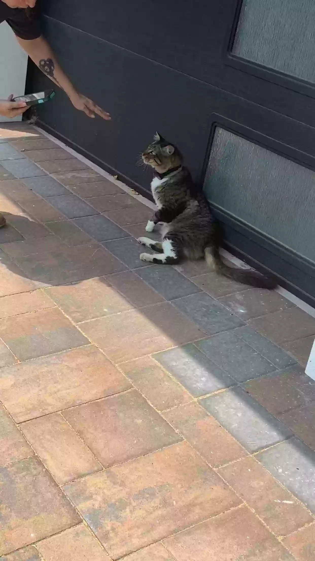 /lostandfound/images/lnfpets/original/187168_photo.webp