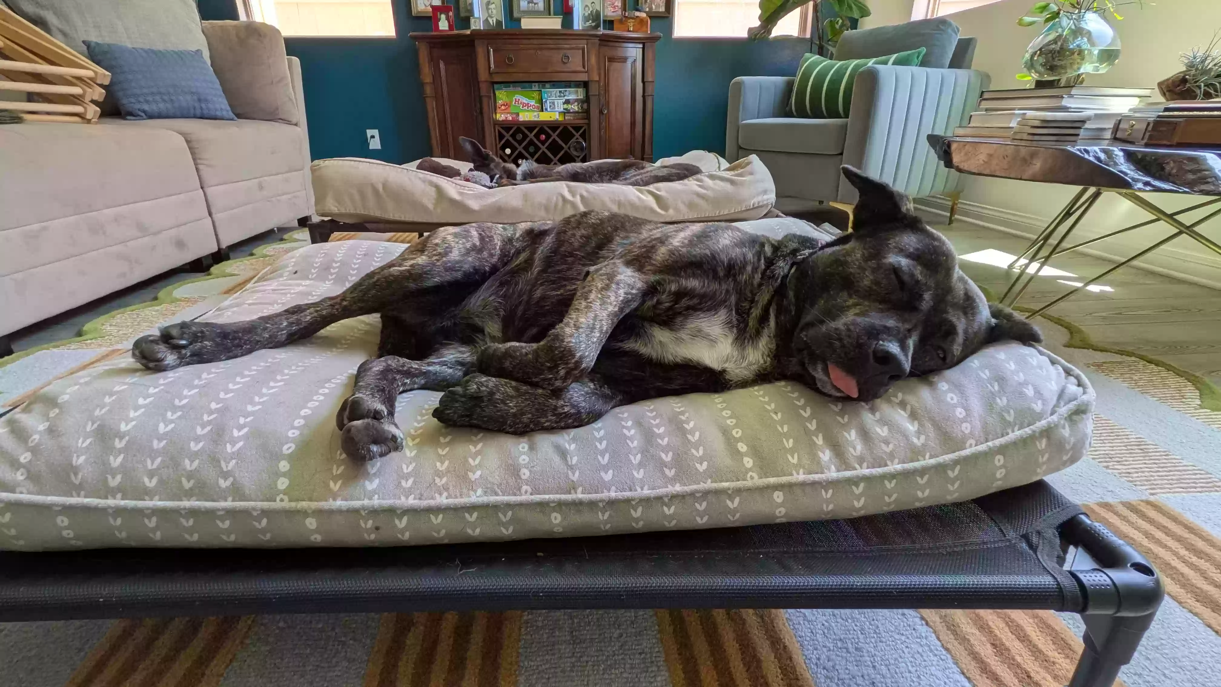 /lostandfound/images/lnfpets/original/187224_photo.webp