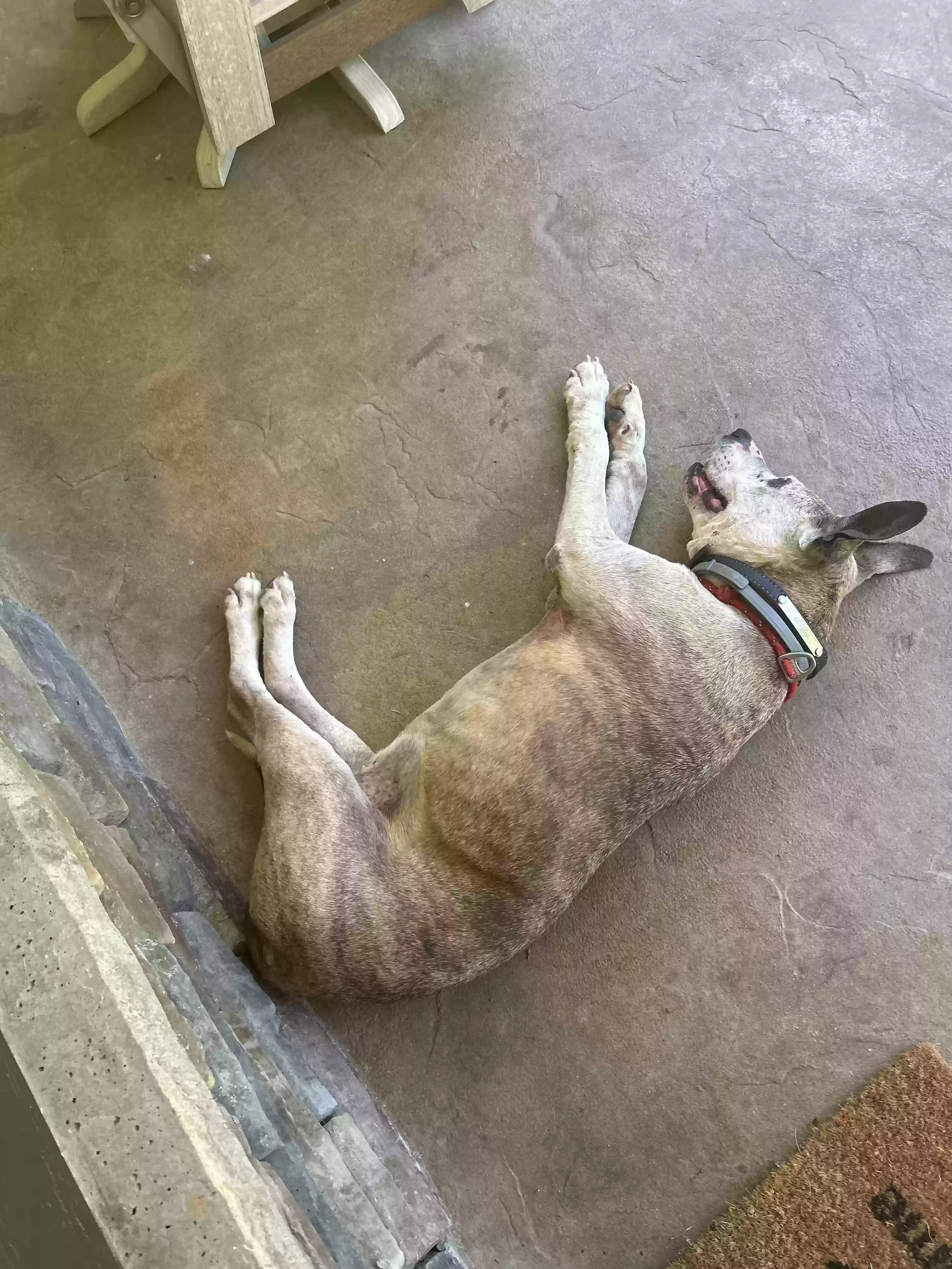 /lostandfound/images/lnfpets/original/187261_photo.webp