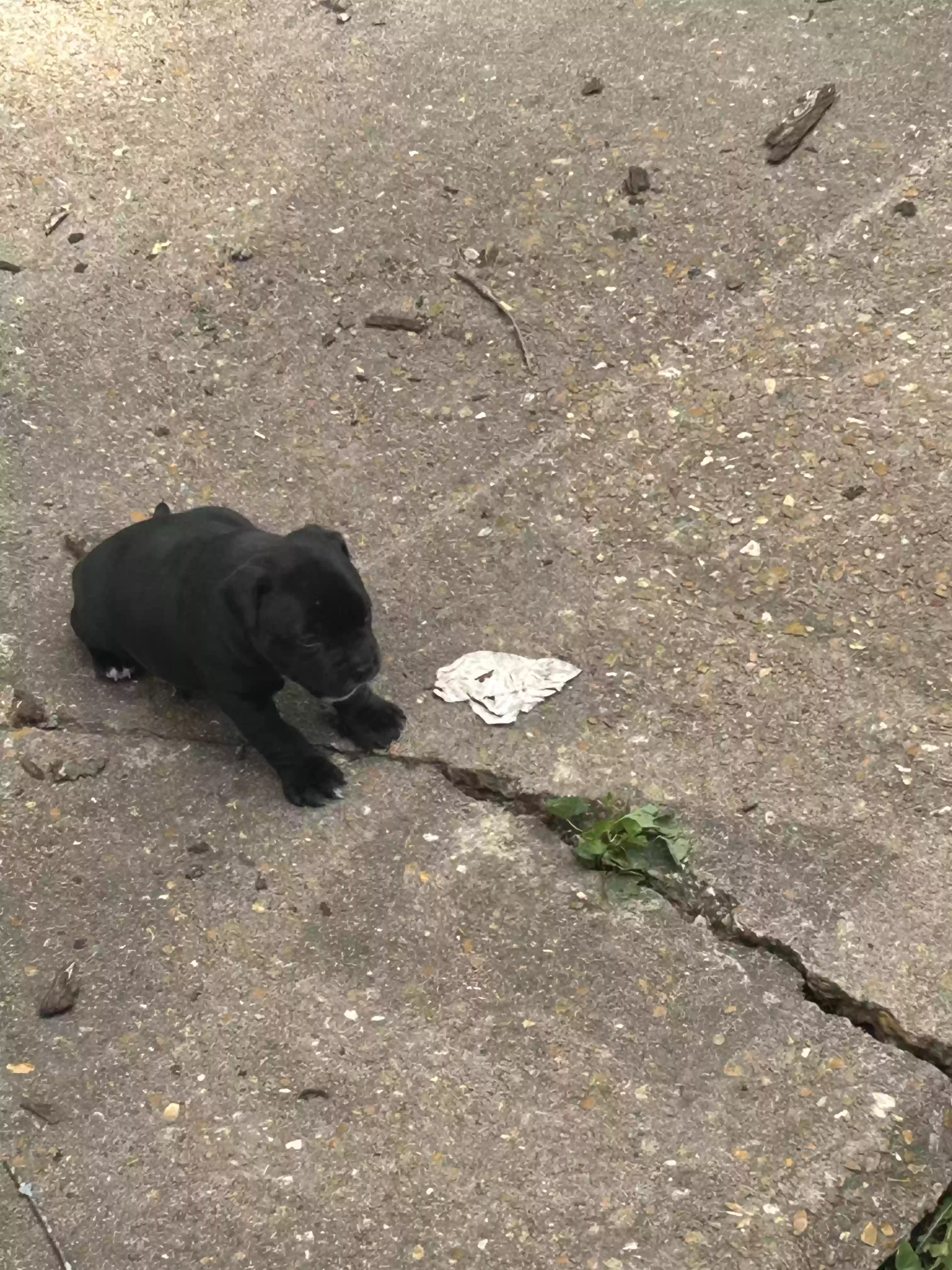 /lostandfound/images/lnfpets/original/187288_photo.webp