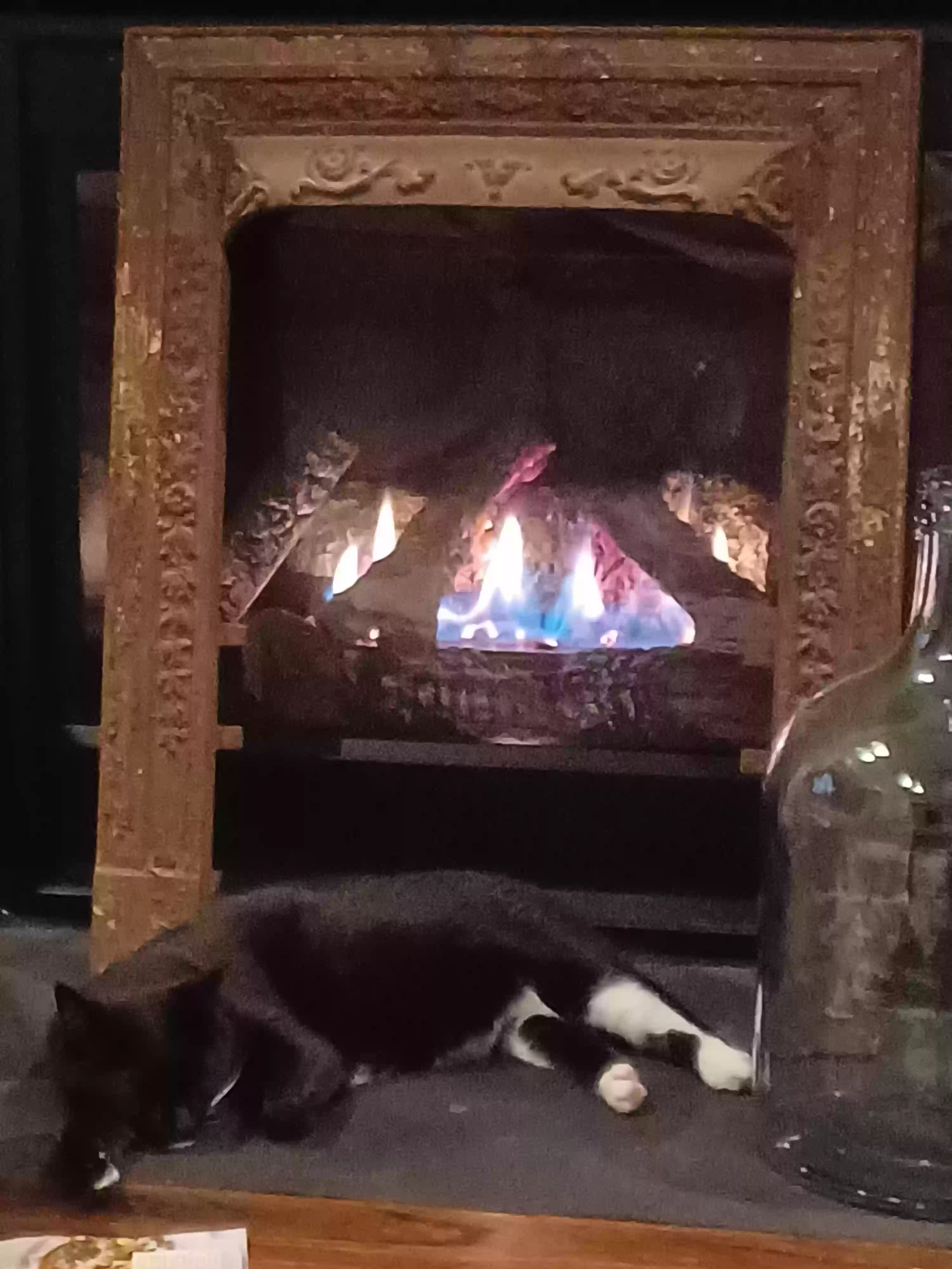 /lostandfound/images/lnfpets/original/187415_photo.webp