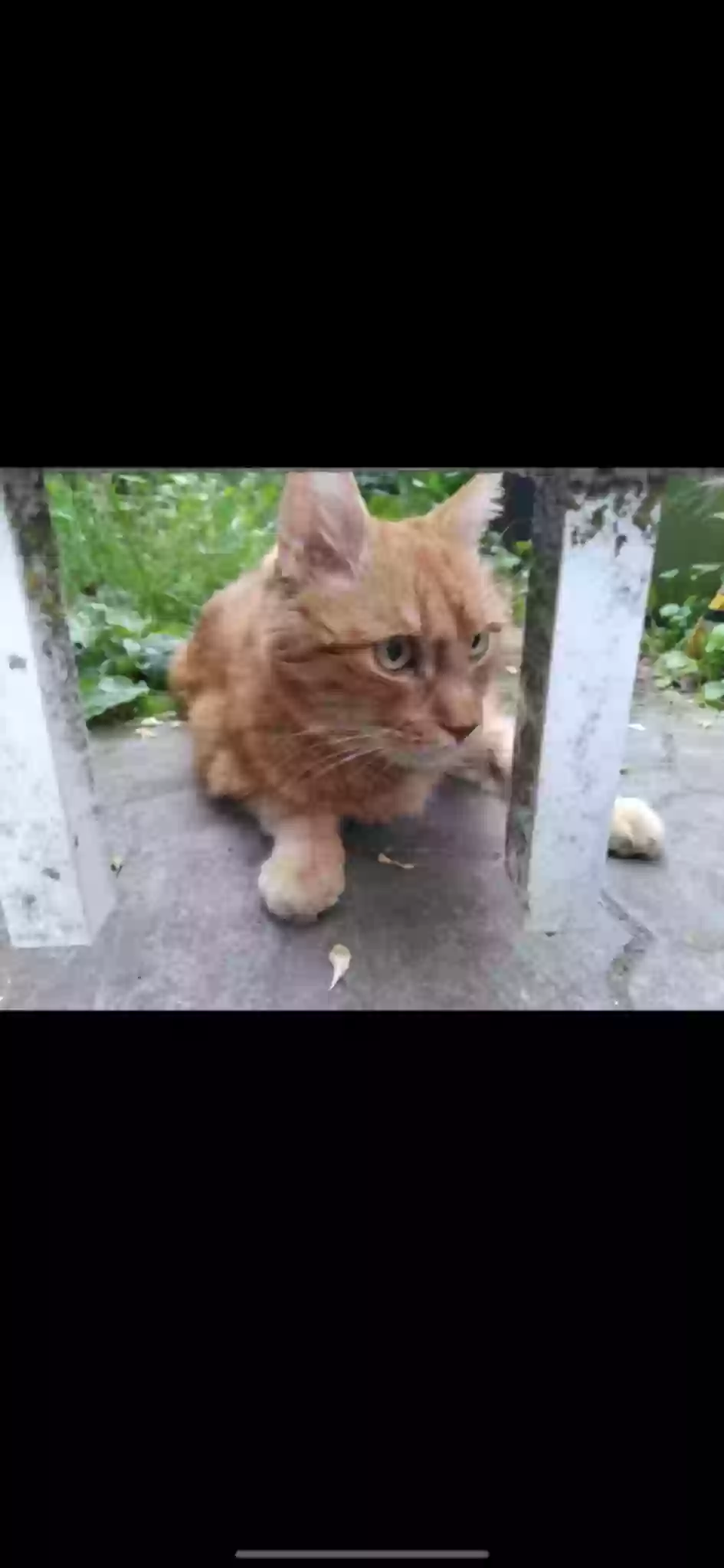 /lostandfound/images/lnfpets/original/187437_photo.webp