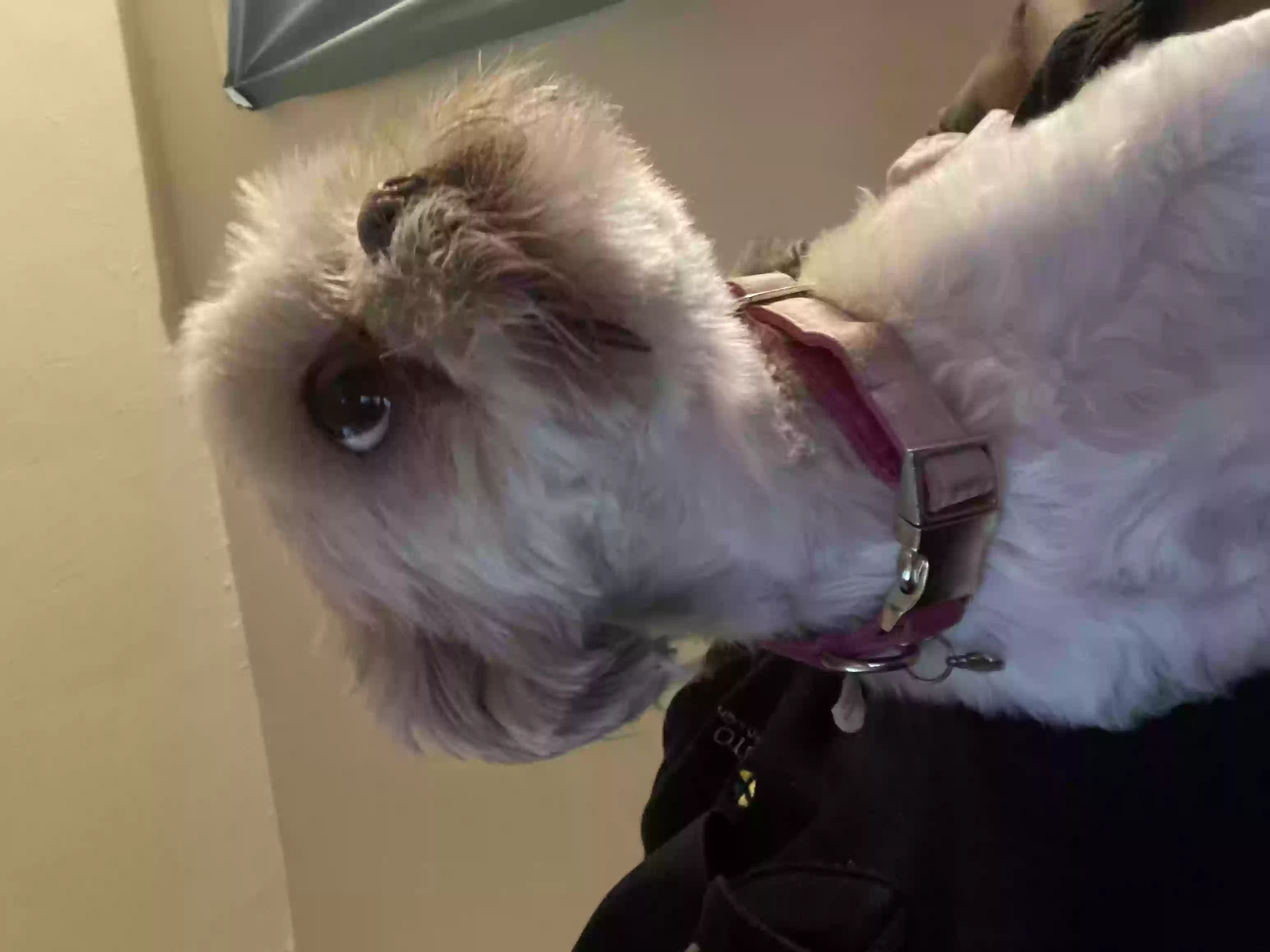 /lostandfound/images/lnfpets/original/187443_photo.webp