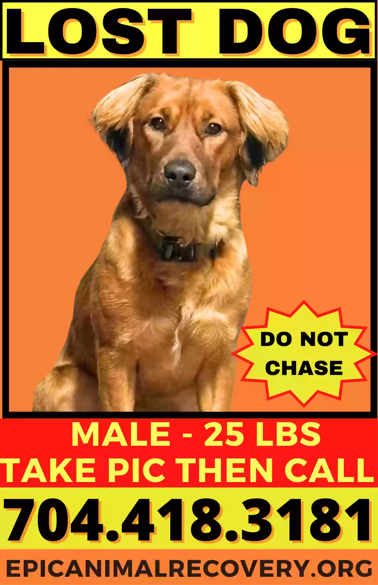 /lostandfound/images/lnfpets/original/187508_photo.webp