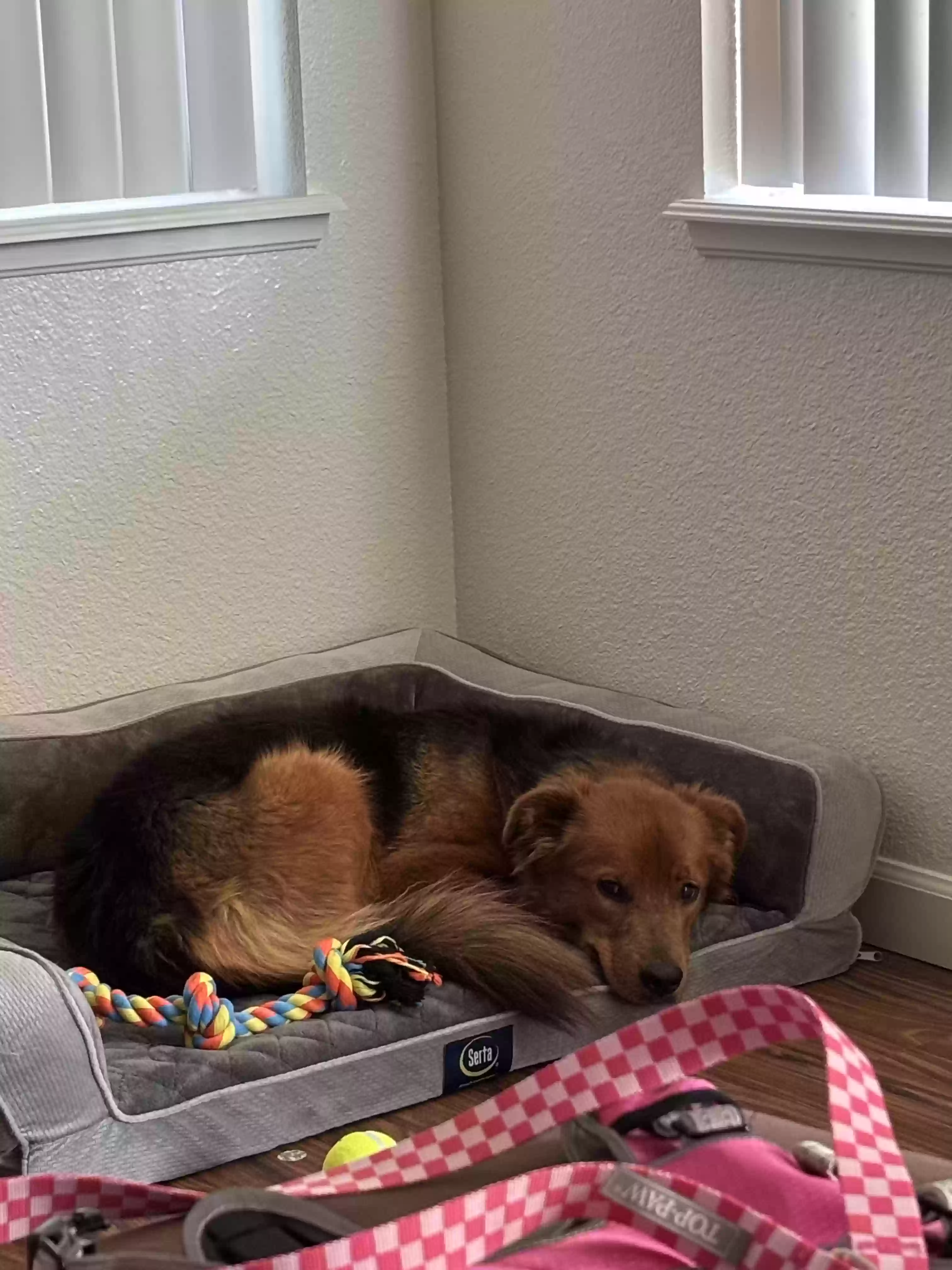 /lostandfound/images/lnfpets/original/187626_photo.webp