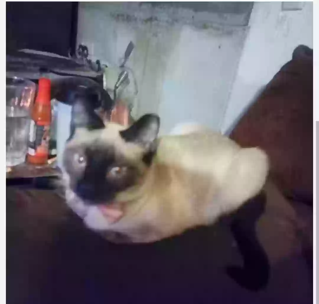 /lostandfound/images/lnfpets/original/187747_photo.webp