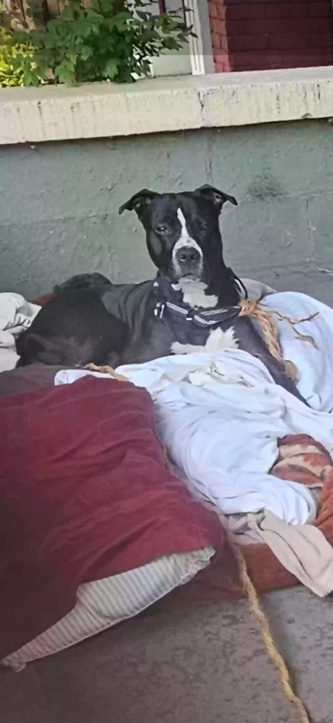 /lostandfound/images/lnfpets/original/187753_photo.webp