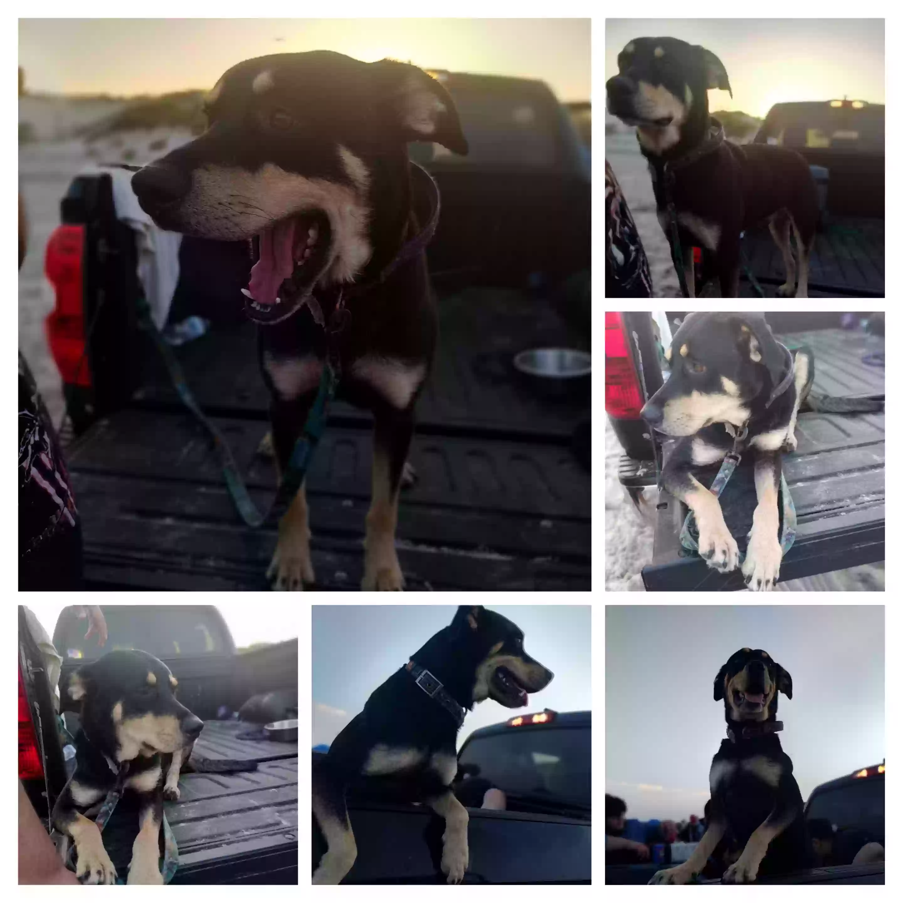 /lostandfound/images/lnfpets/original/187755_photo.webp