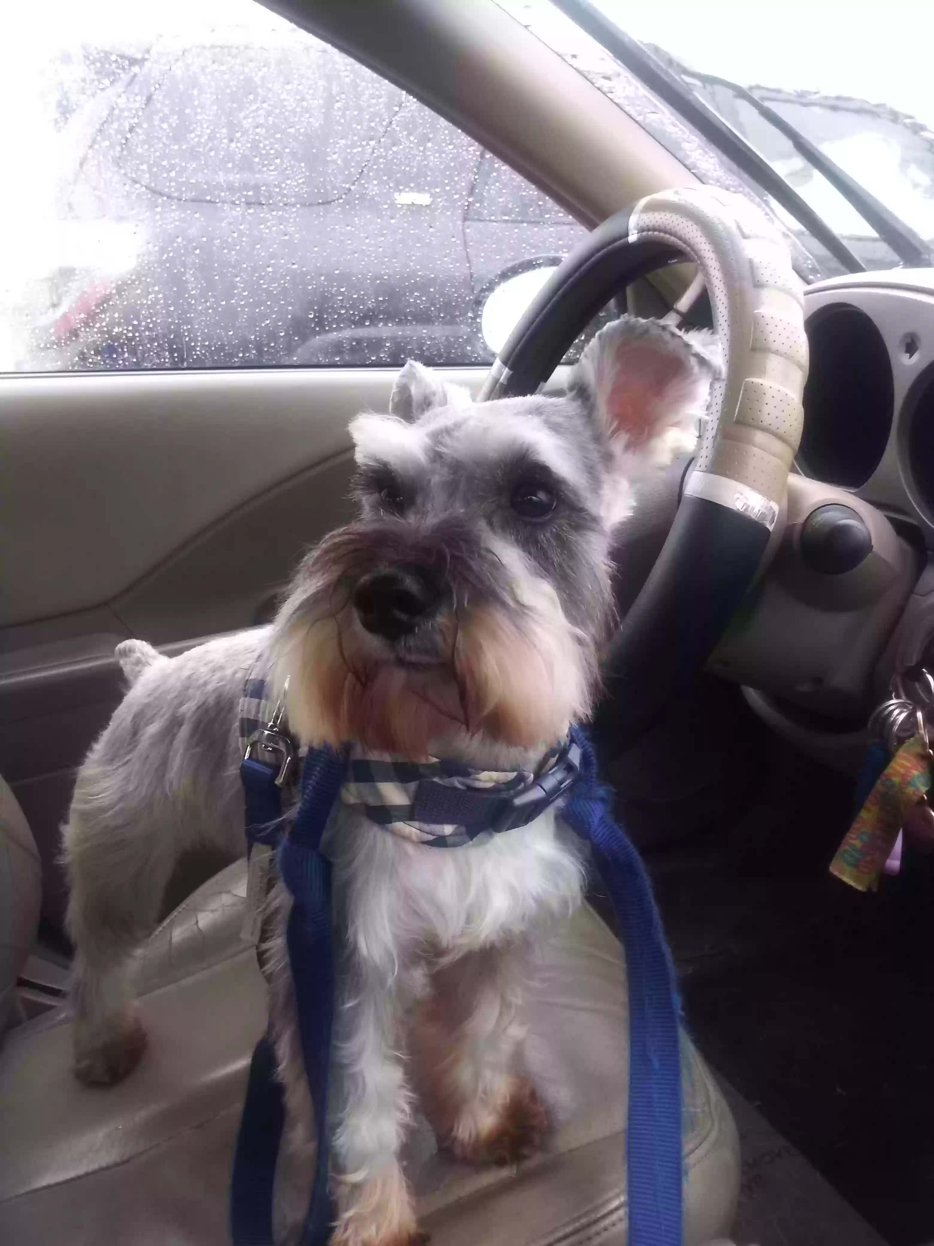 /lostandfound/images/lnfpets/original/187819_photo.webp