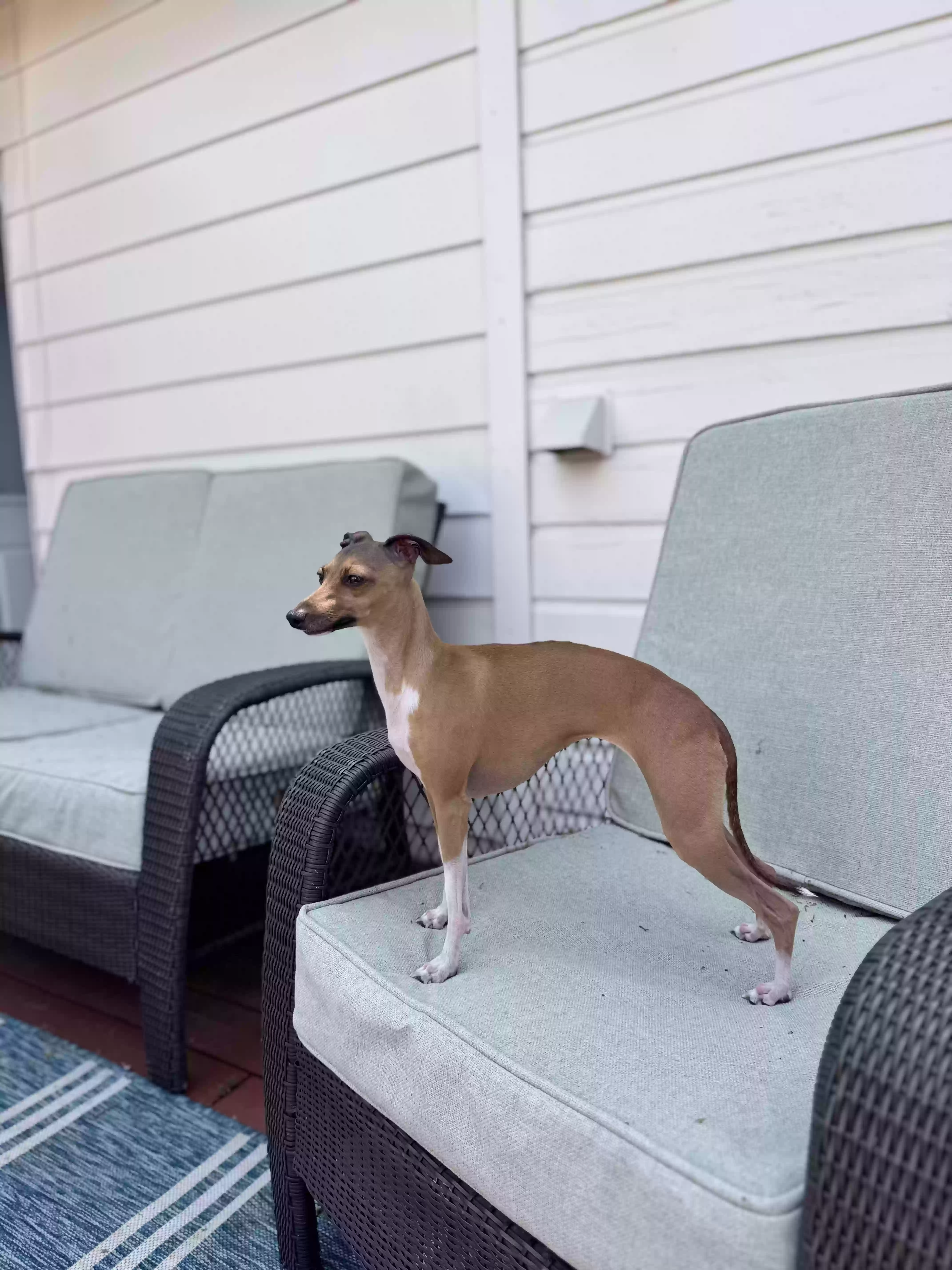 /lostandfound/images/lnfpets/original/187864_photo.webp