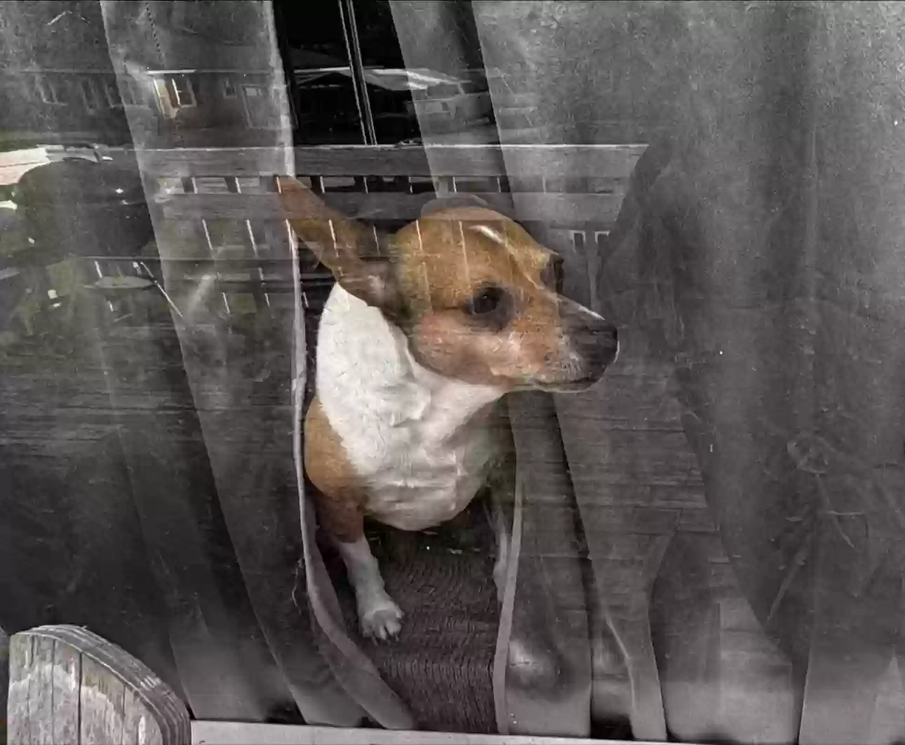/lostandfound/images/lnfpets/original/188011_photo.webp