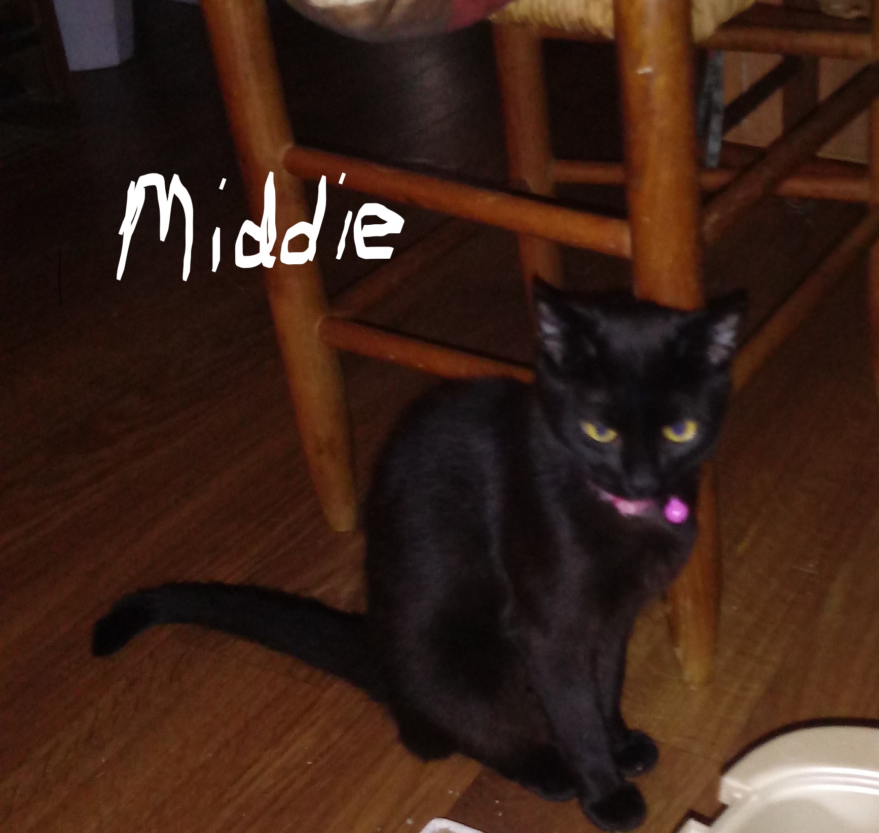 /lostandfound/images/lnfpets/original/18910_thumb_one.jpg