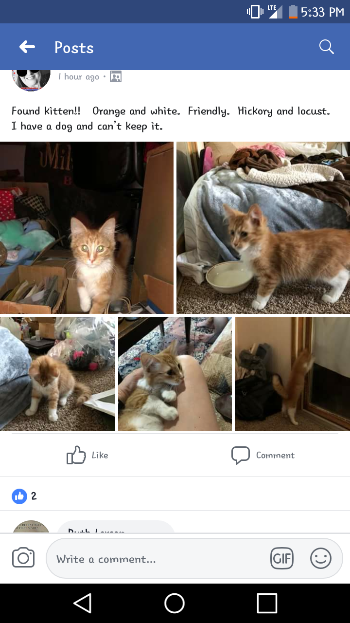 /lostandfound/images/lnfpets/original/18952_thumb_one.png