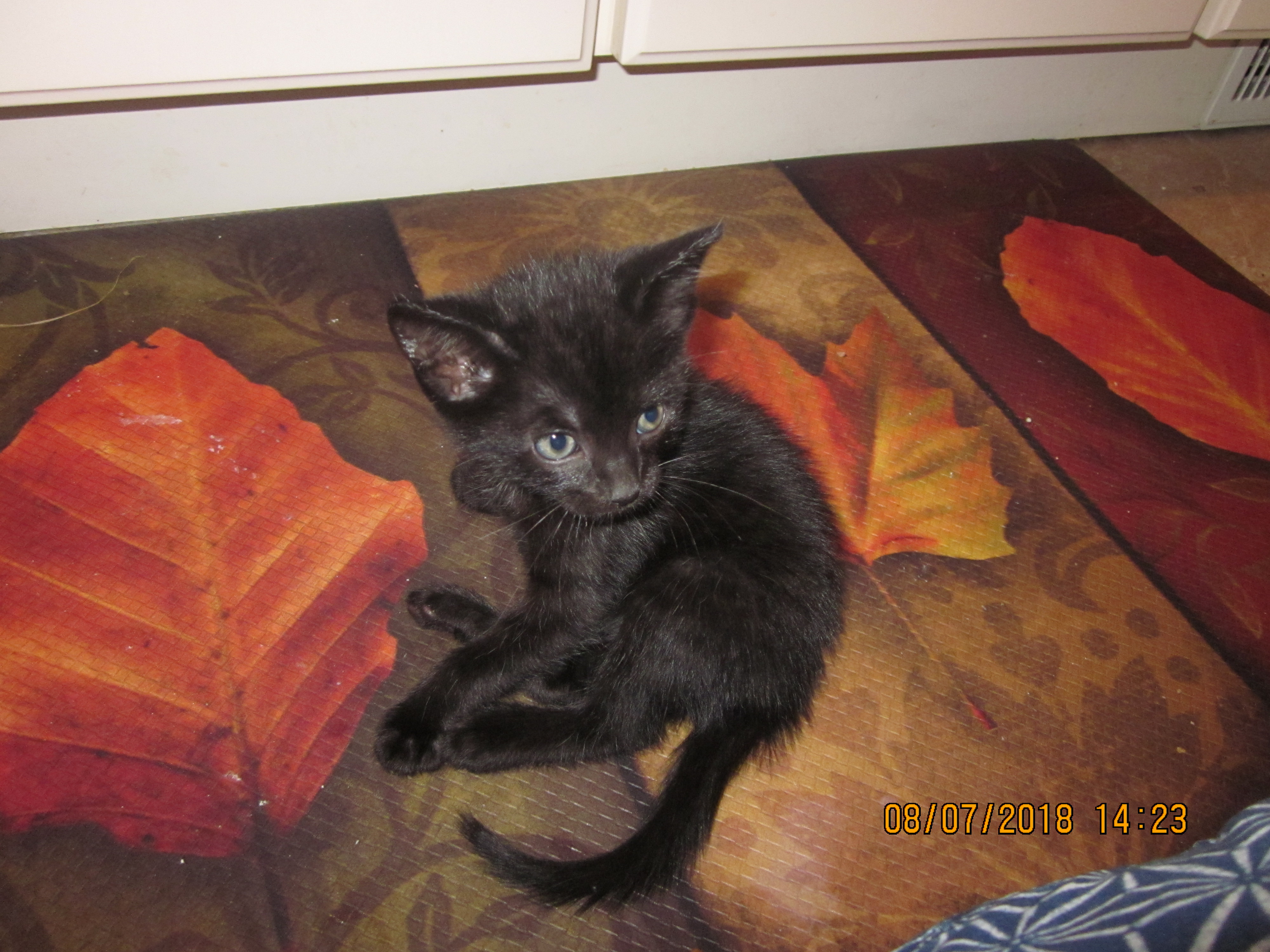 /lostandfound/images/lnfpets/original/19235_thumb_one.jpg