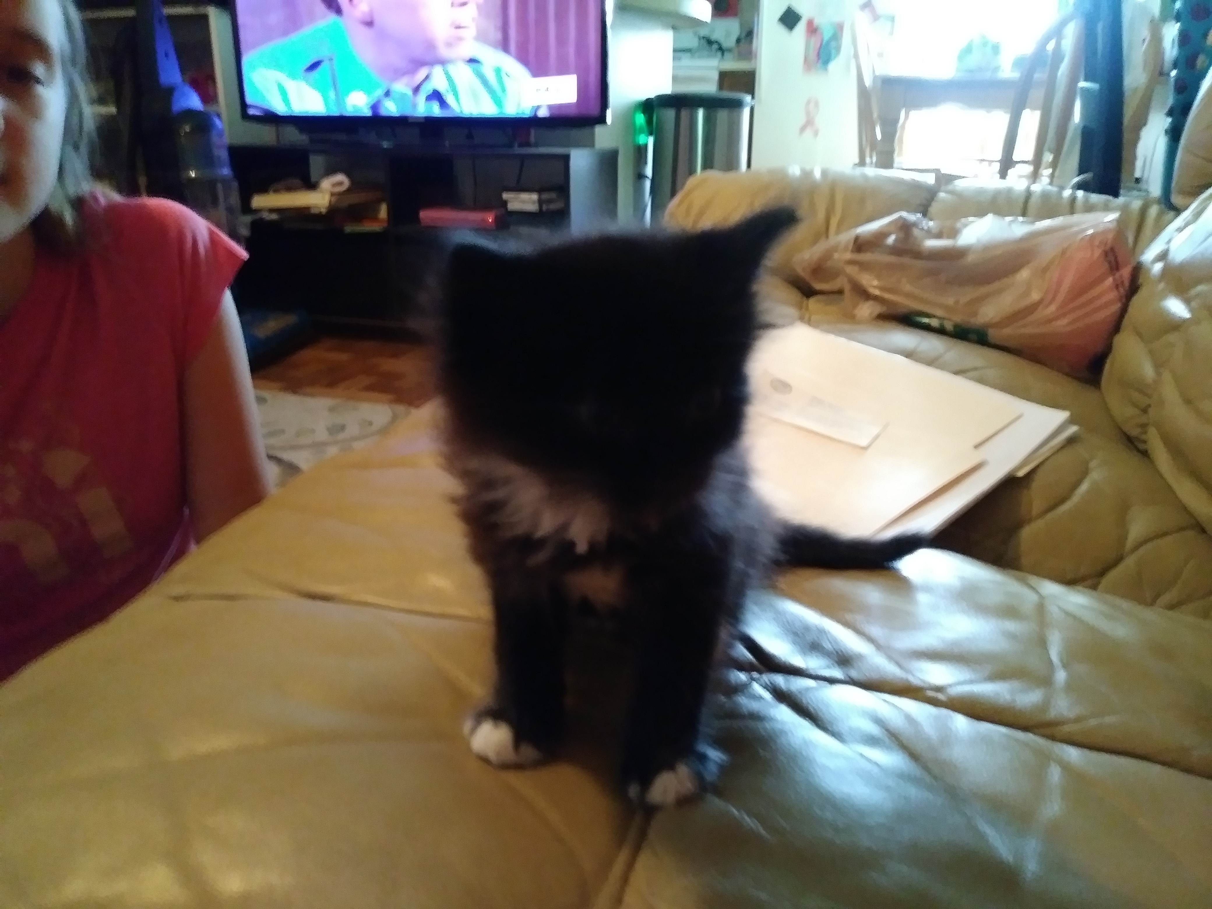 /lostandfound/images/lnfpets/original/19259_thumb_one.jpg