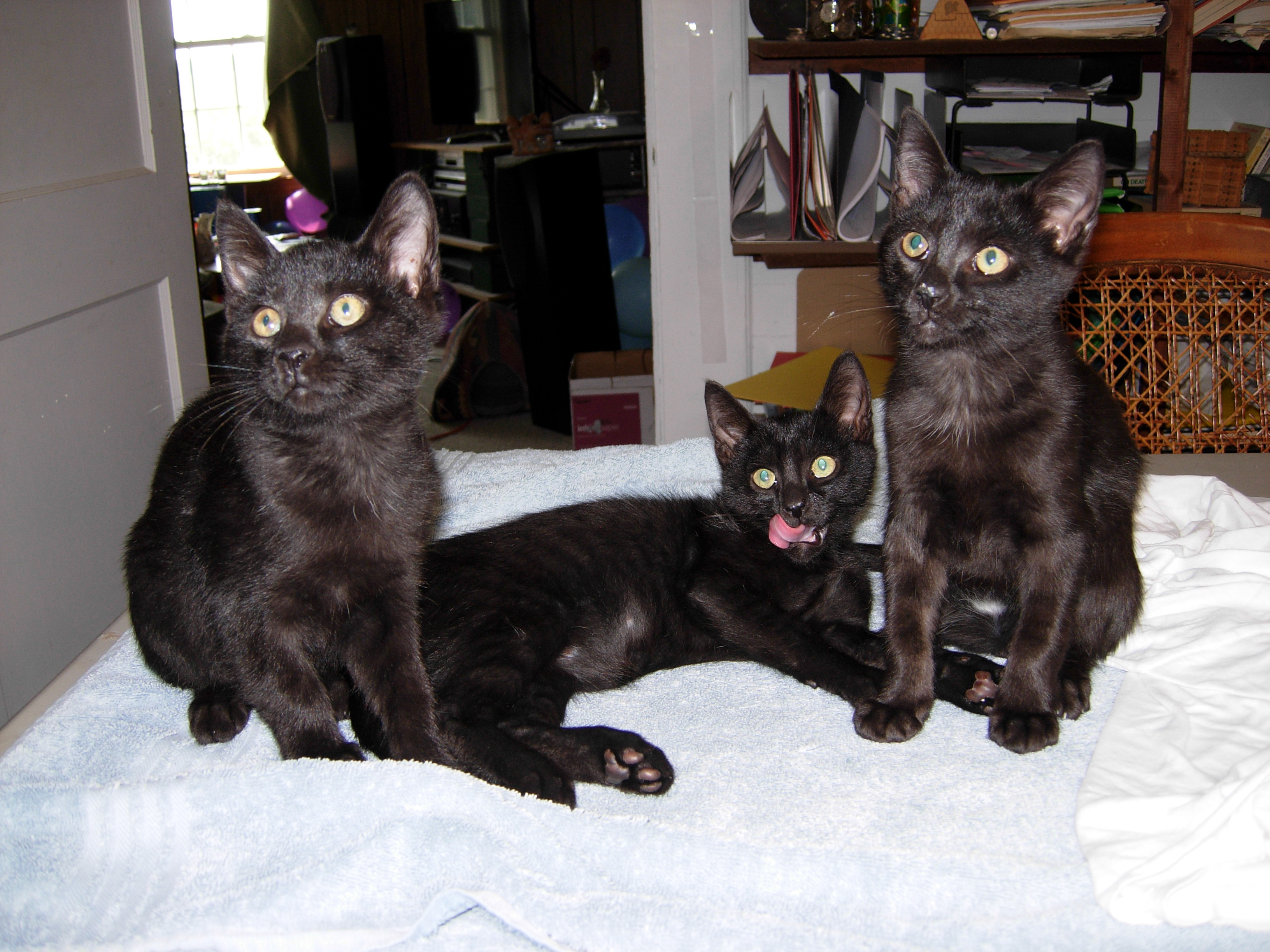 /lostandfound/images/lnfpets/original/19275_55664_DSCN0001.JPG