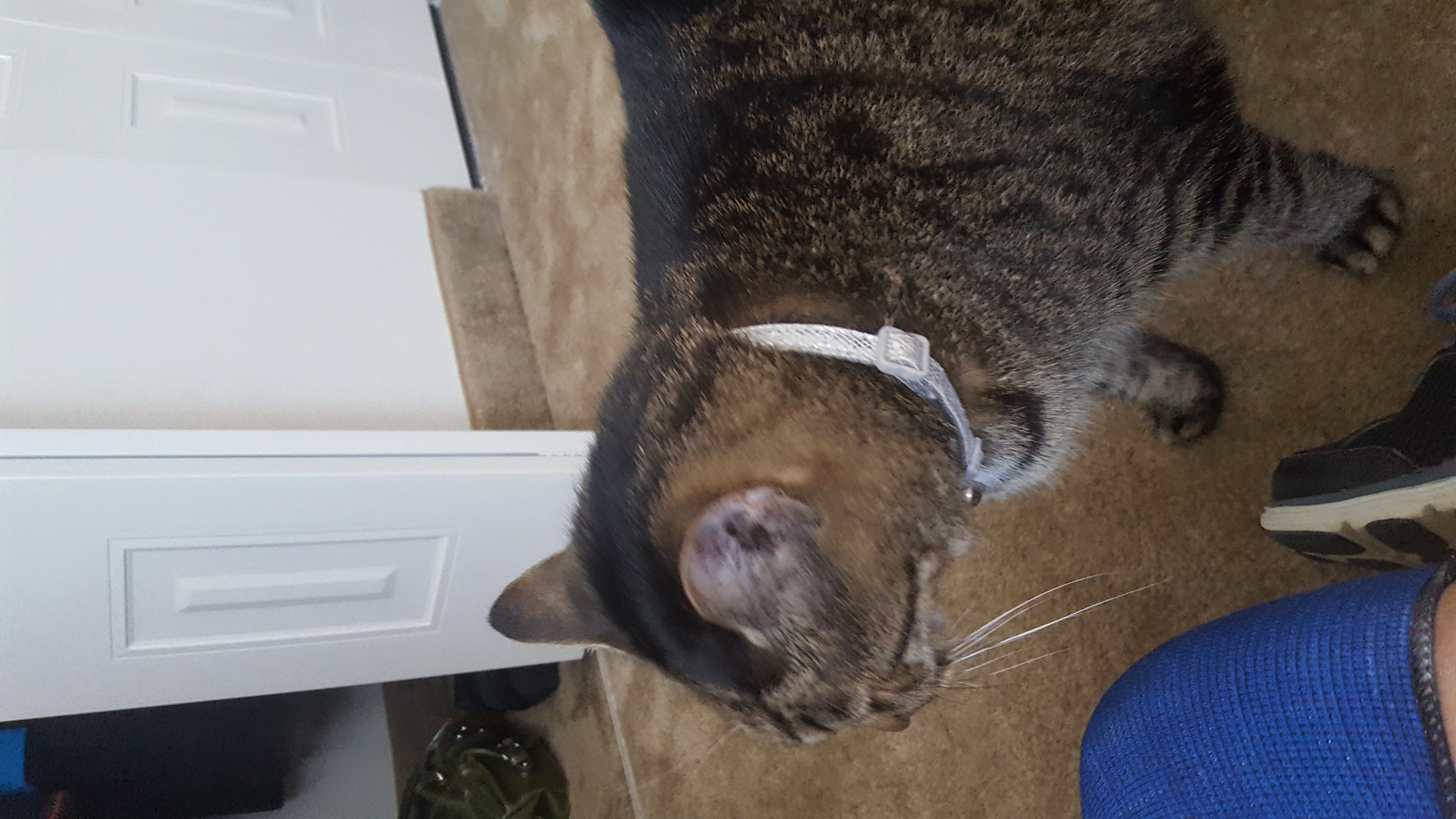 /lostandfound/images/lnfpets/original/19284_thumb_one.jpg
