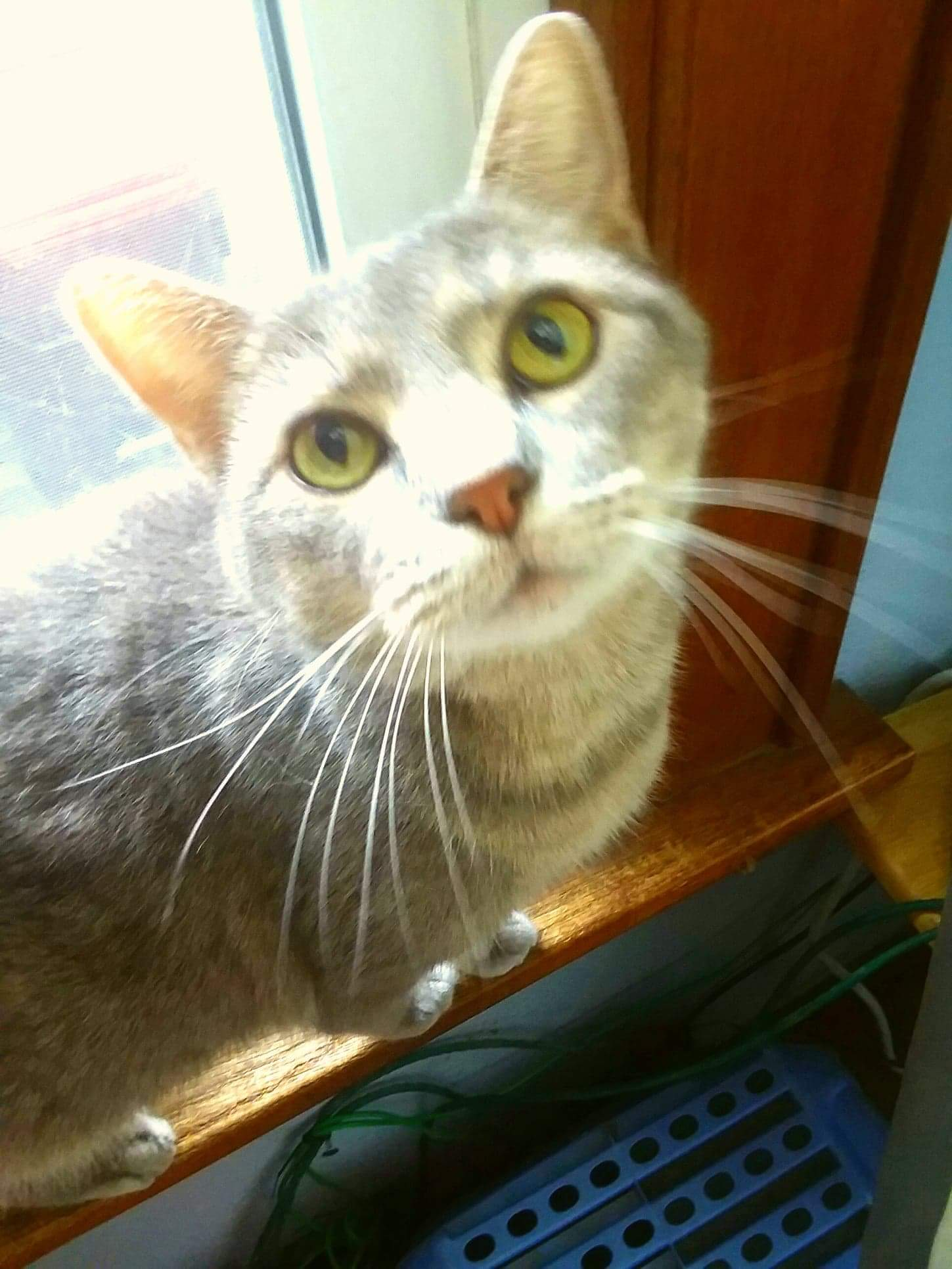 /lostandfound/images/lnfpets/original/19328_thumb_one.png