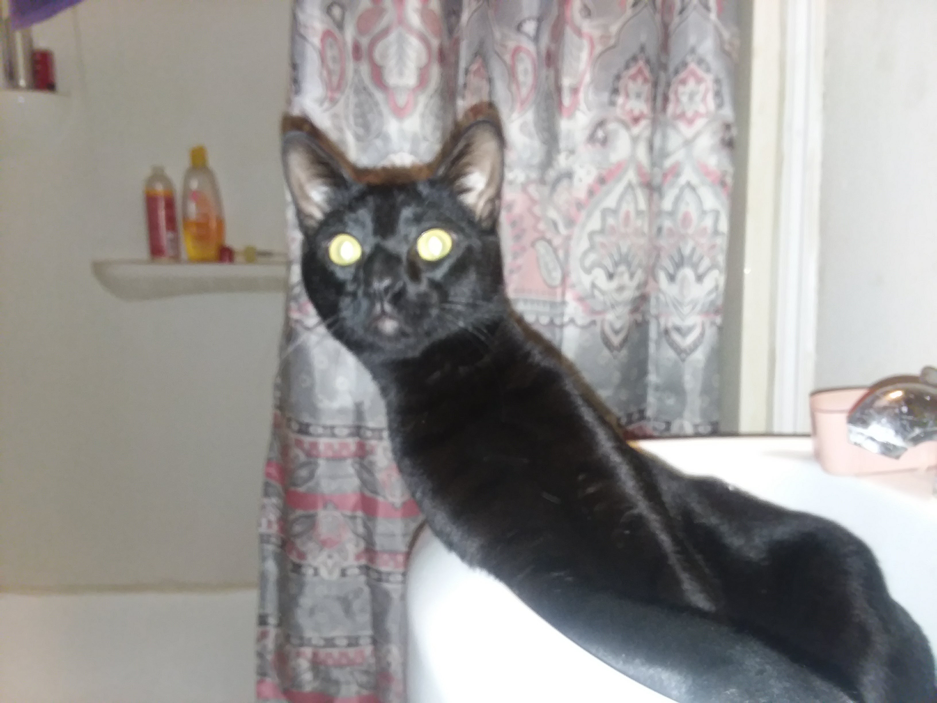 /lostandfound/images/lnfpets/original/19497_thumb_one.jpg