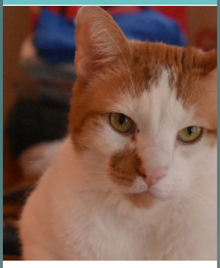 /lostandfound/images/lnfpets/original/19509_thumb_one.jpeg