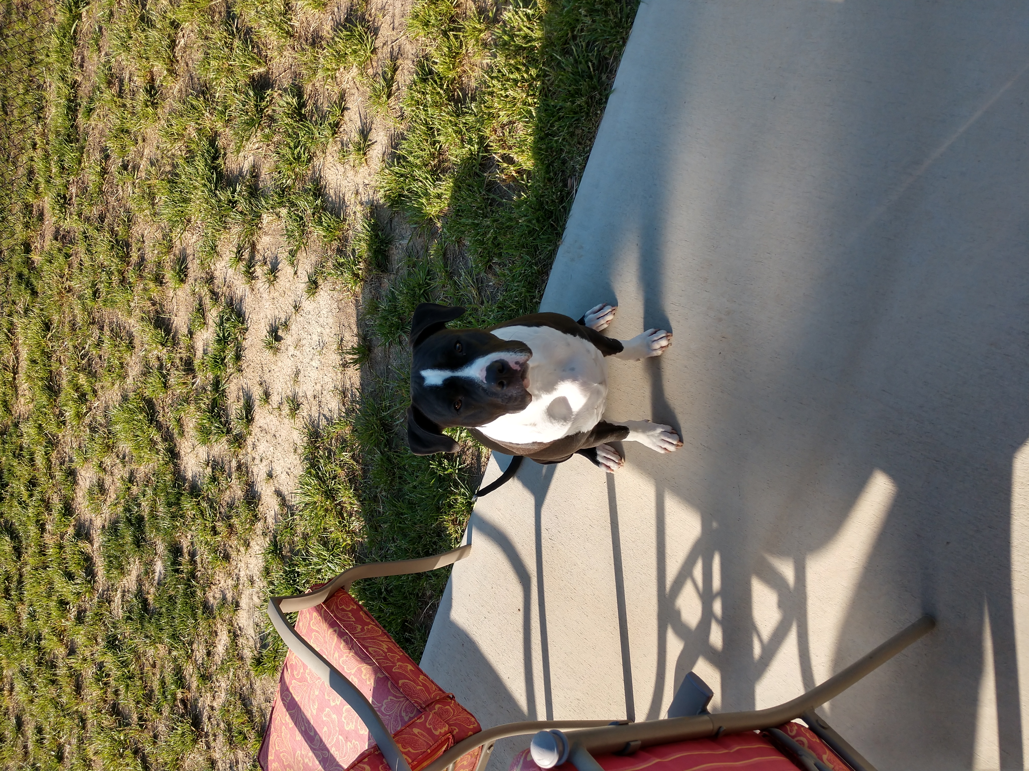 /lostandfound/images/lnfpets/original/19541_thumb_one.jpg