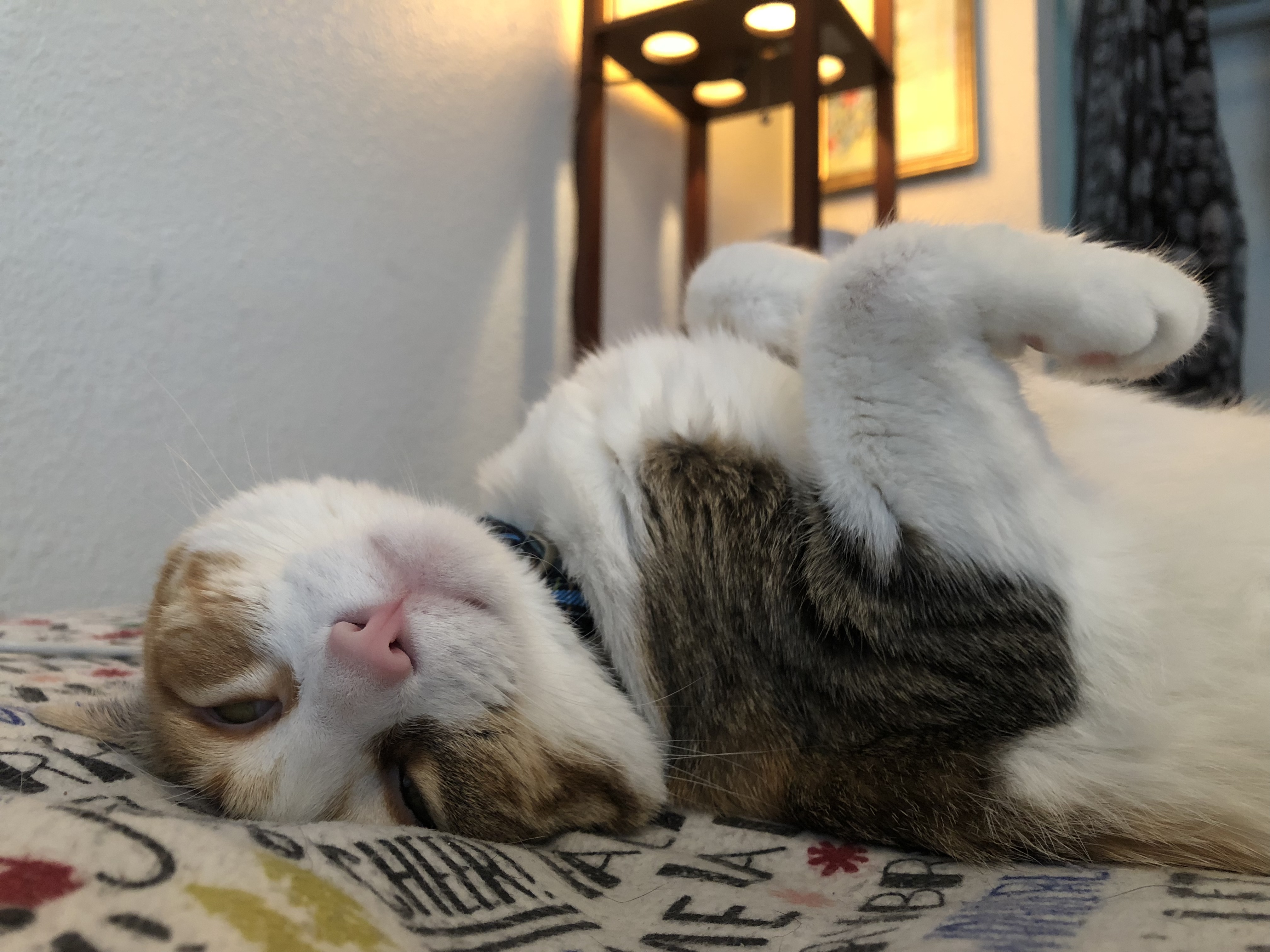 /lostandfound/images/lnfpets/original/19597_thumb_one.jpeg