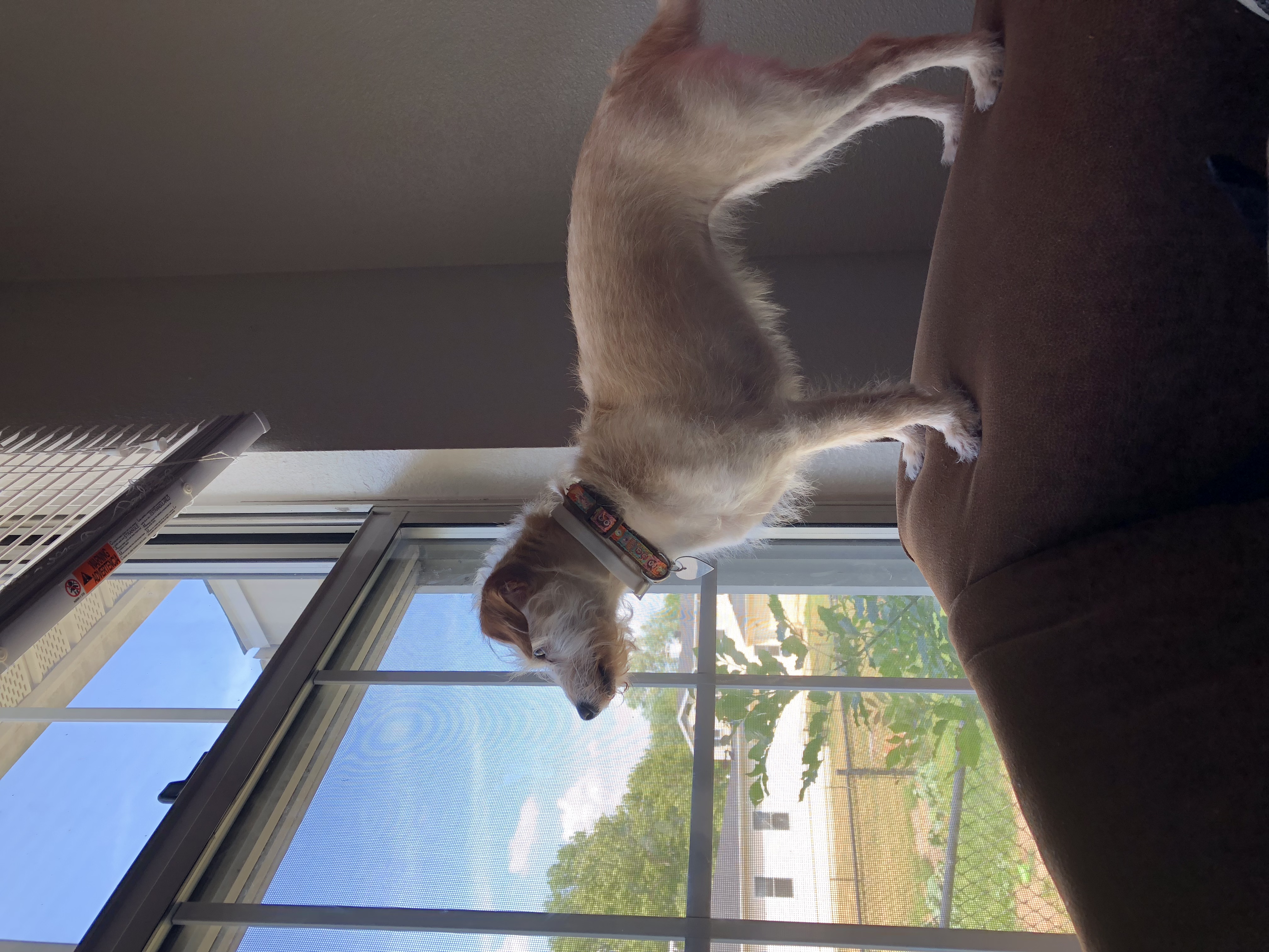 /lostandfound/images/lnfpets/original/19598_thumb_one.jpeg