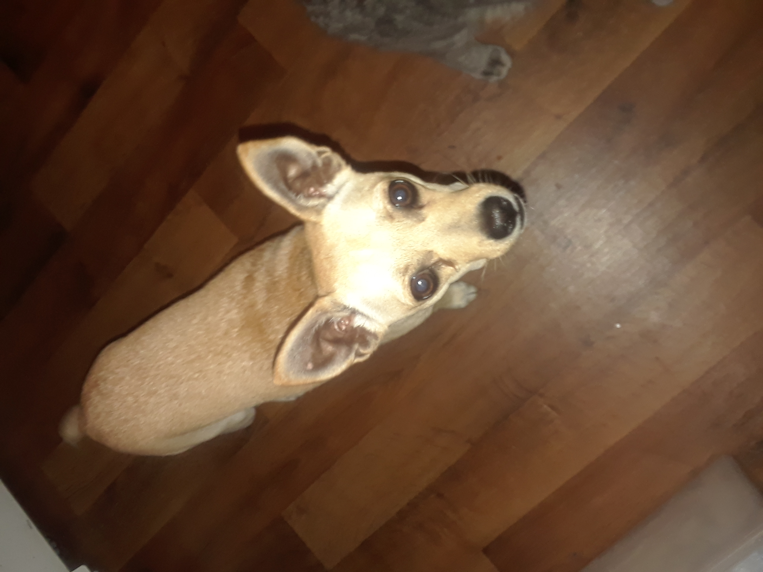 /lostandfound/images/lnfpets/original/19603_22817_20180816_071741.jpg