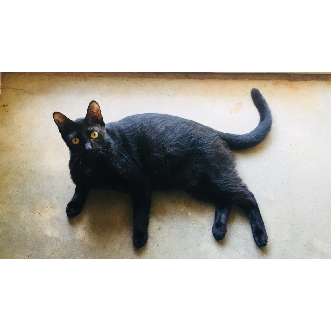 /lostandfound/images/lnfpets/original/19760_thumb_one.jpeg