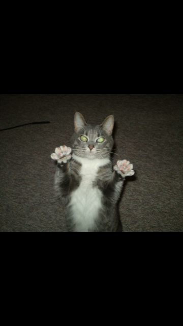 /lostandfound/images/lnfpets/original/19773_thumb_one.png