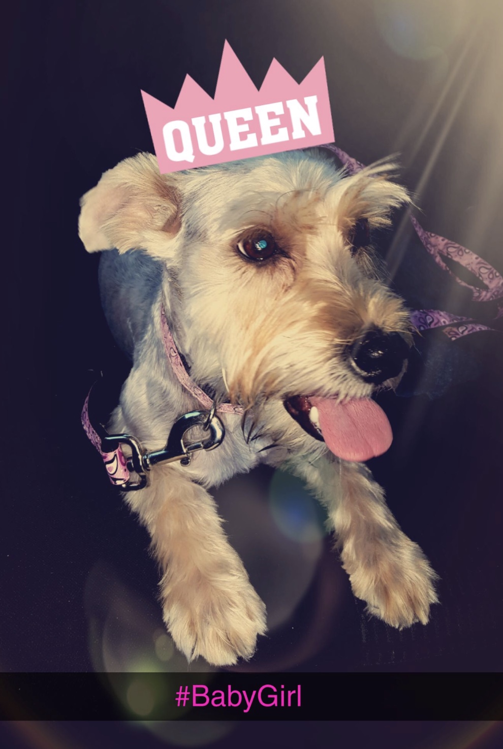/lostandfound/images/lnfpets/original/19910_thumb_one.jpeg