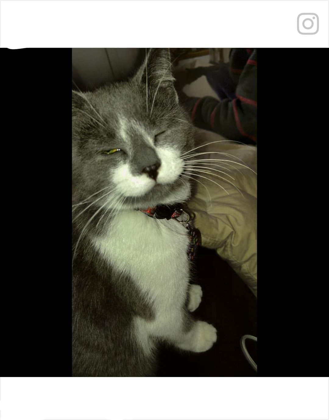 /lostandfound/images/lnfpets/original/20119_thumb_one.jpg