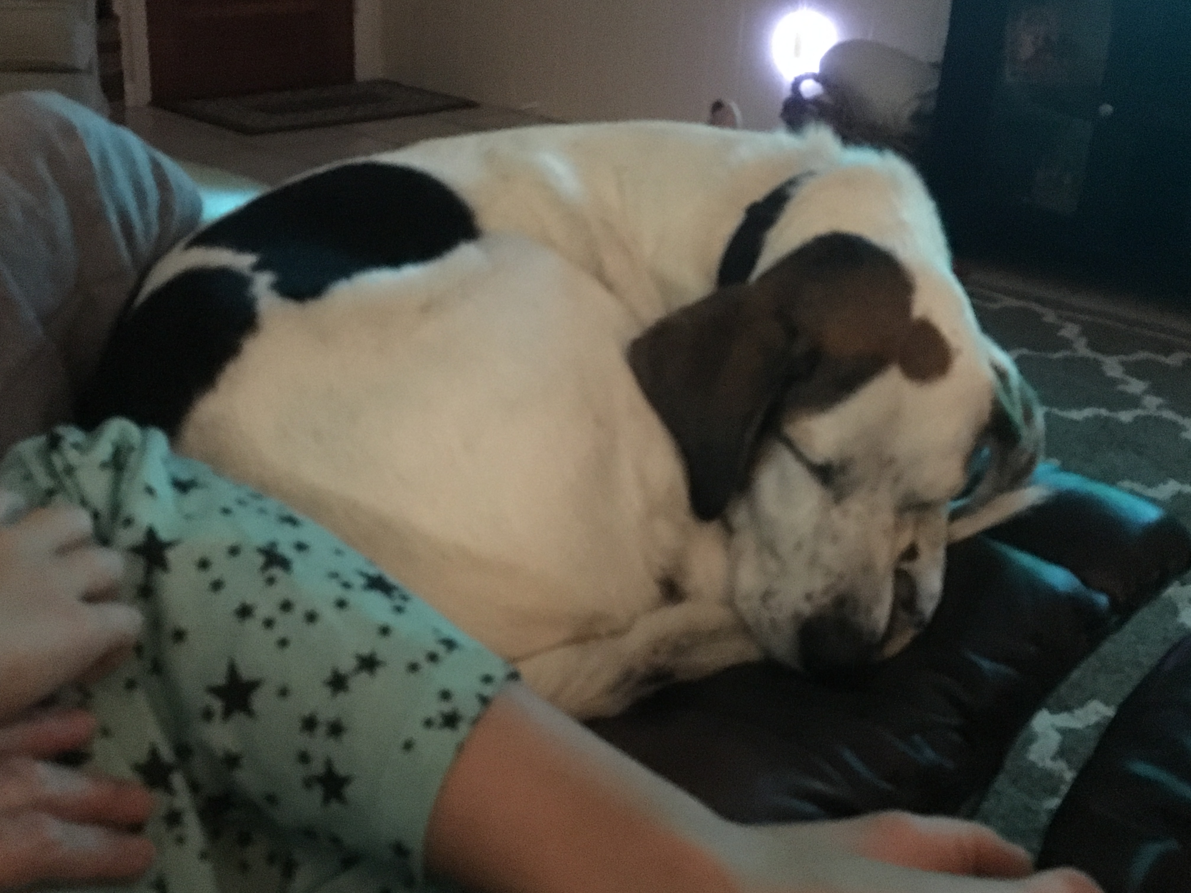 /lostandfound/images/lnfpets/original/20144_thumb_one.jpg