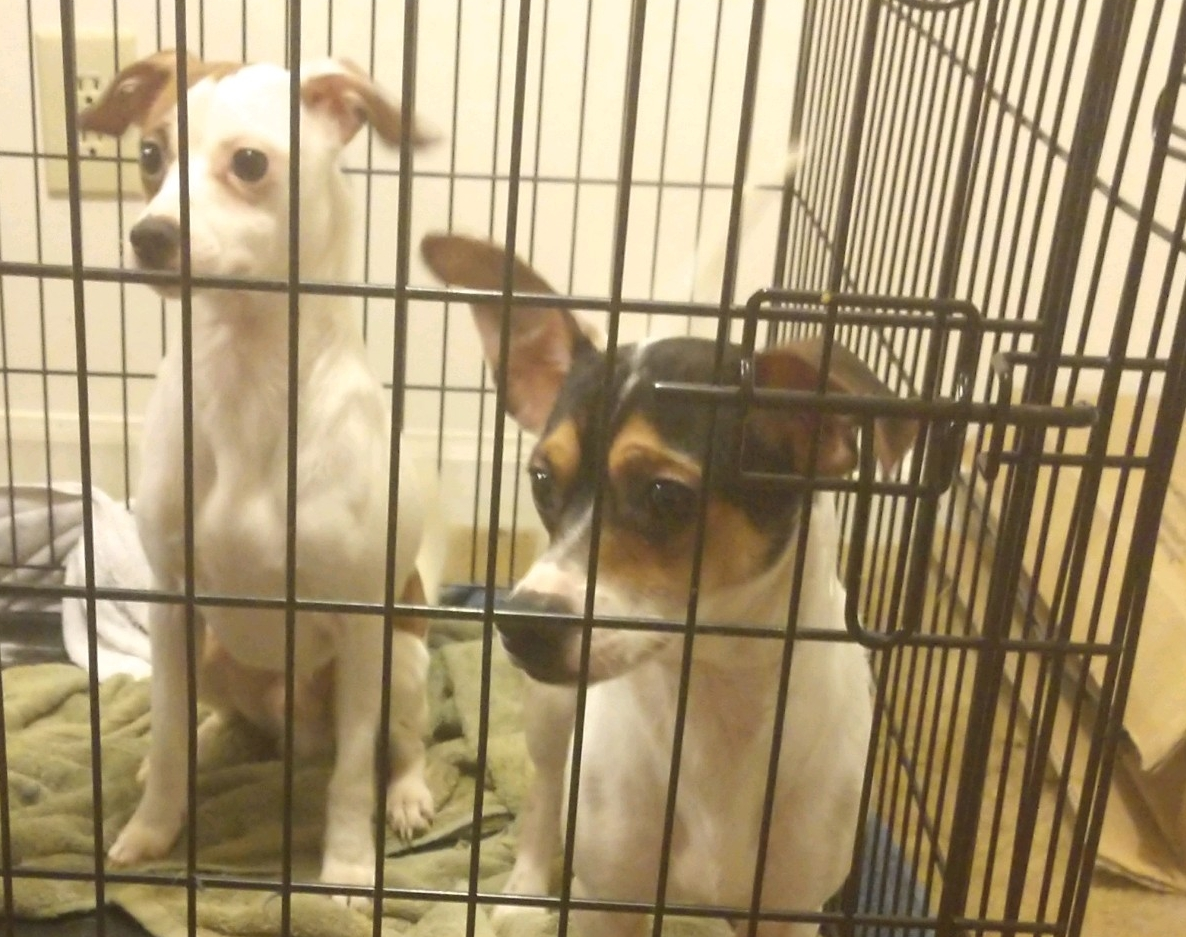 /lostandfound/images/lnfpets/original/20147_thumb_one.jpg