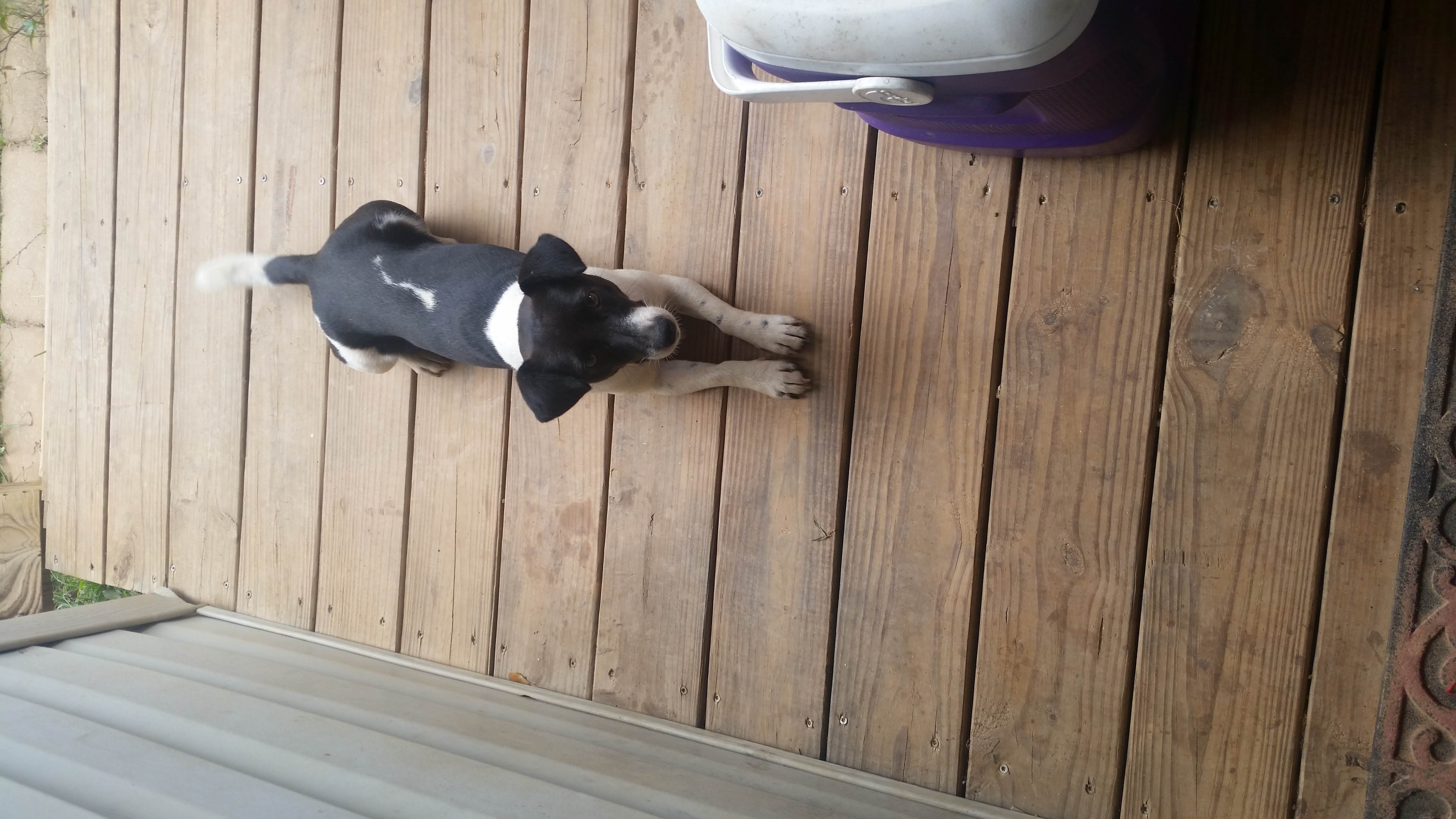 /lostandfound/images/lnfpets/original/20155_thumb_one.jpg