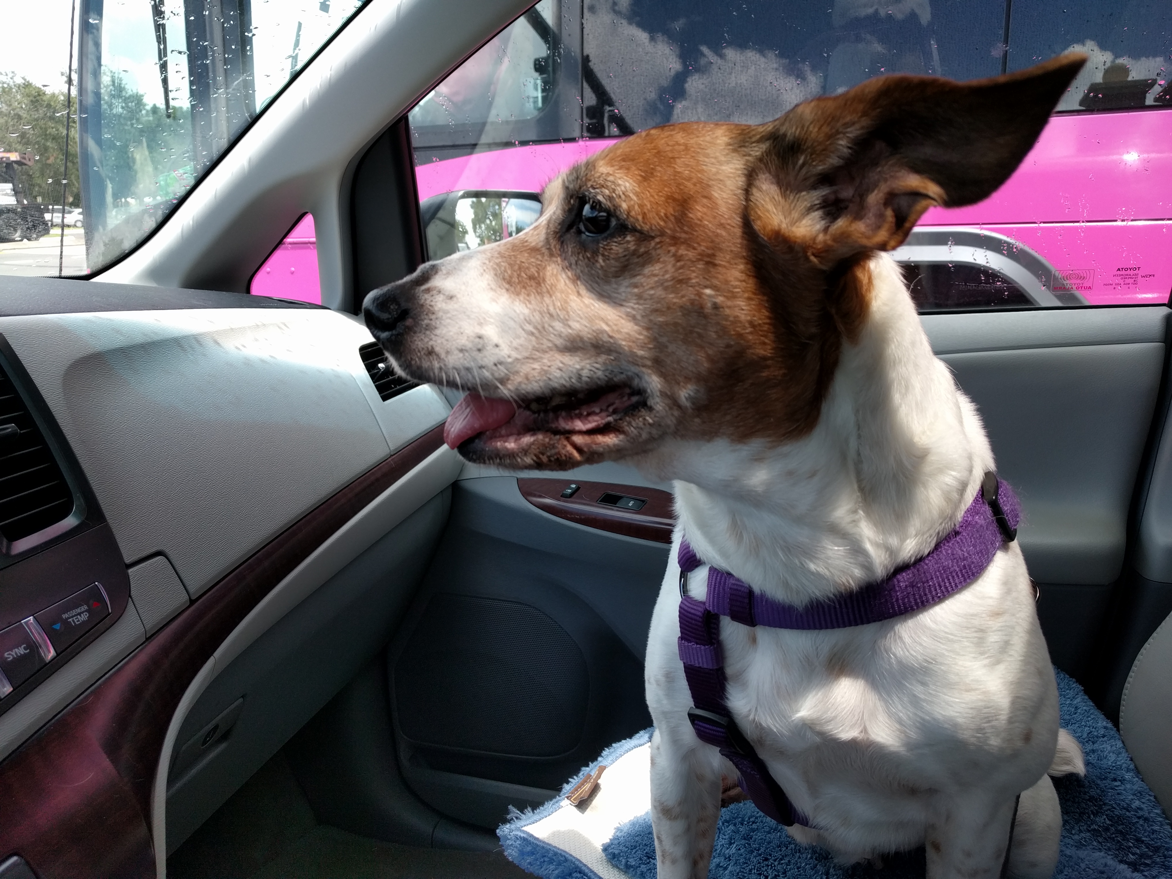 /lostandfound/images/lnfpets/original/20163_thumb_one.jpg