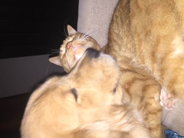 /lostandfound/images/lnfpets/original/20208_thumb_one.jpg