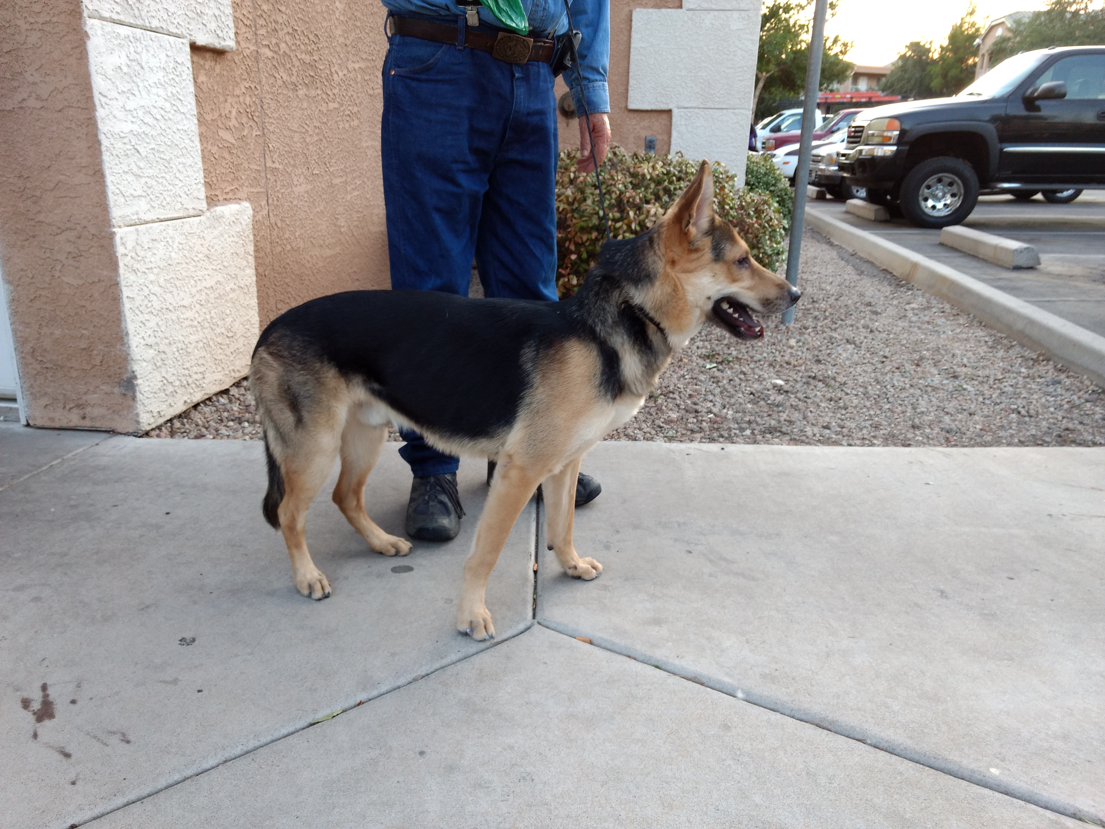 /lostandfound/images/lnfpets/original/20271_thumb_one.jpg