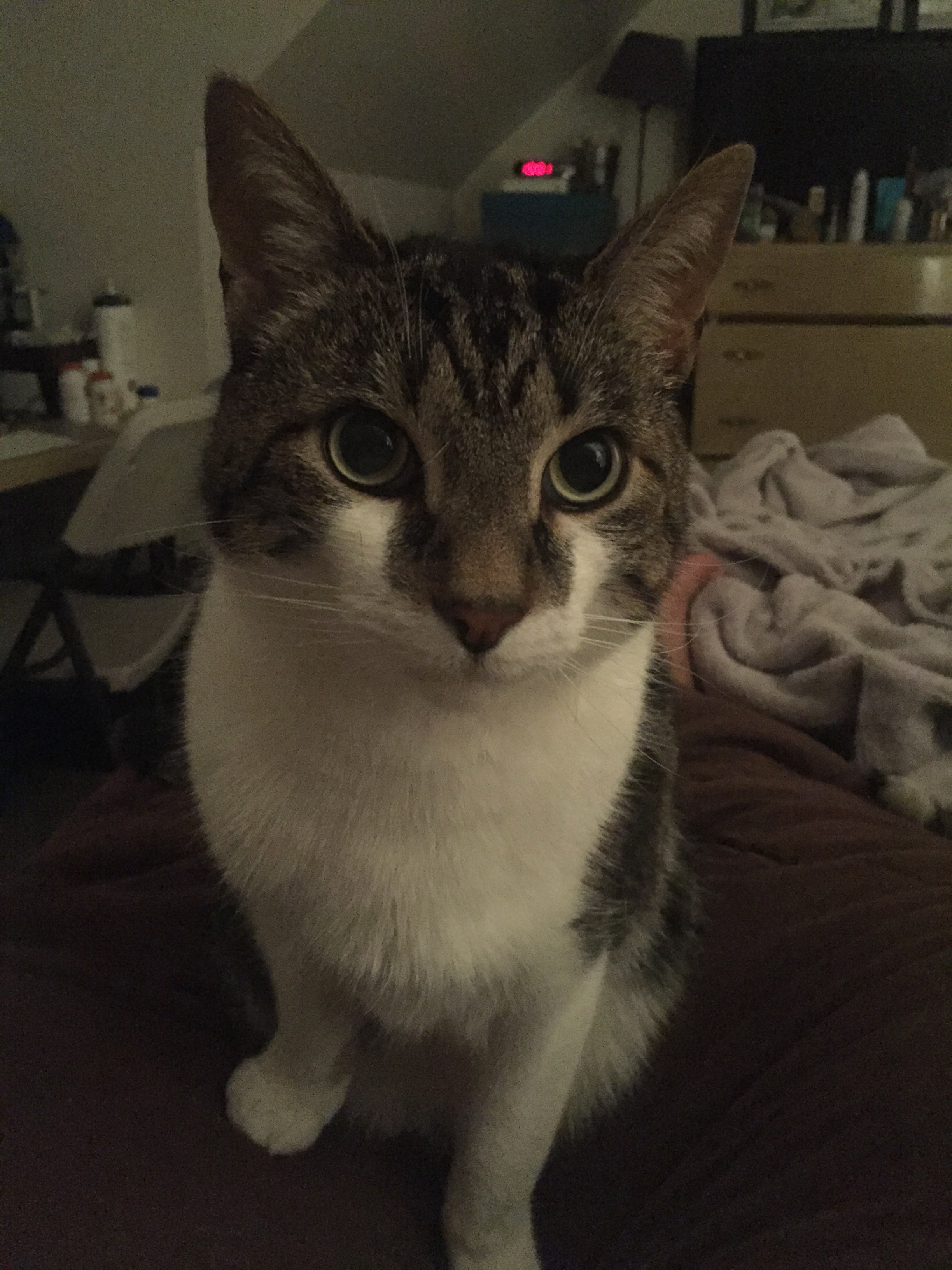 /lostandfound/images/lnfpets/original/20281_thumb_one.jpg