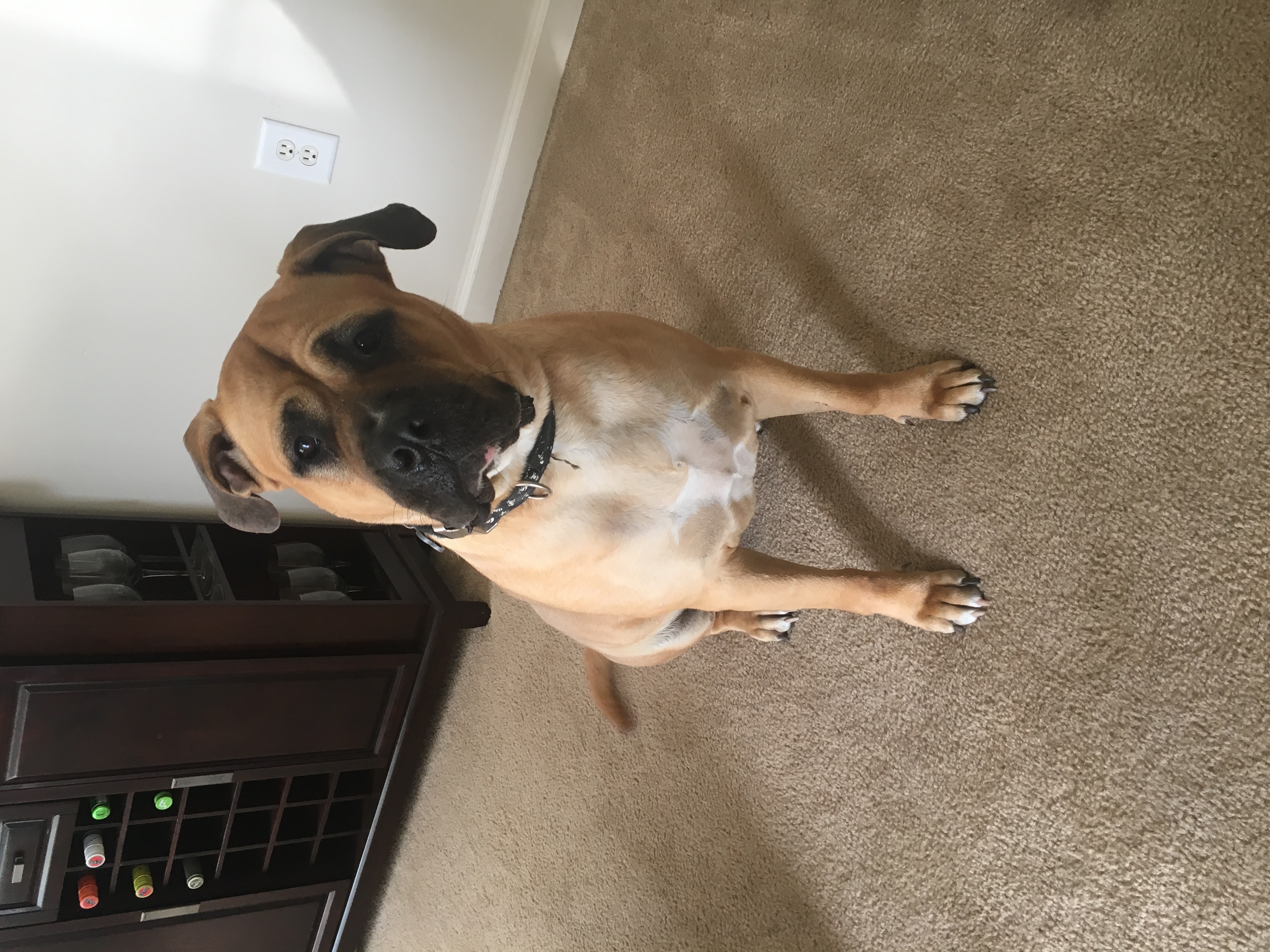 /lostandfound/images/lnfpets/original/20330_thumb_one.jpeg