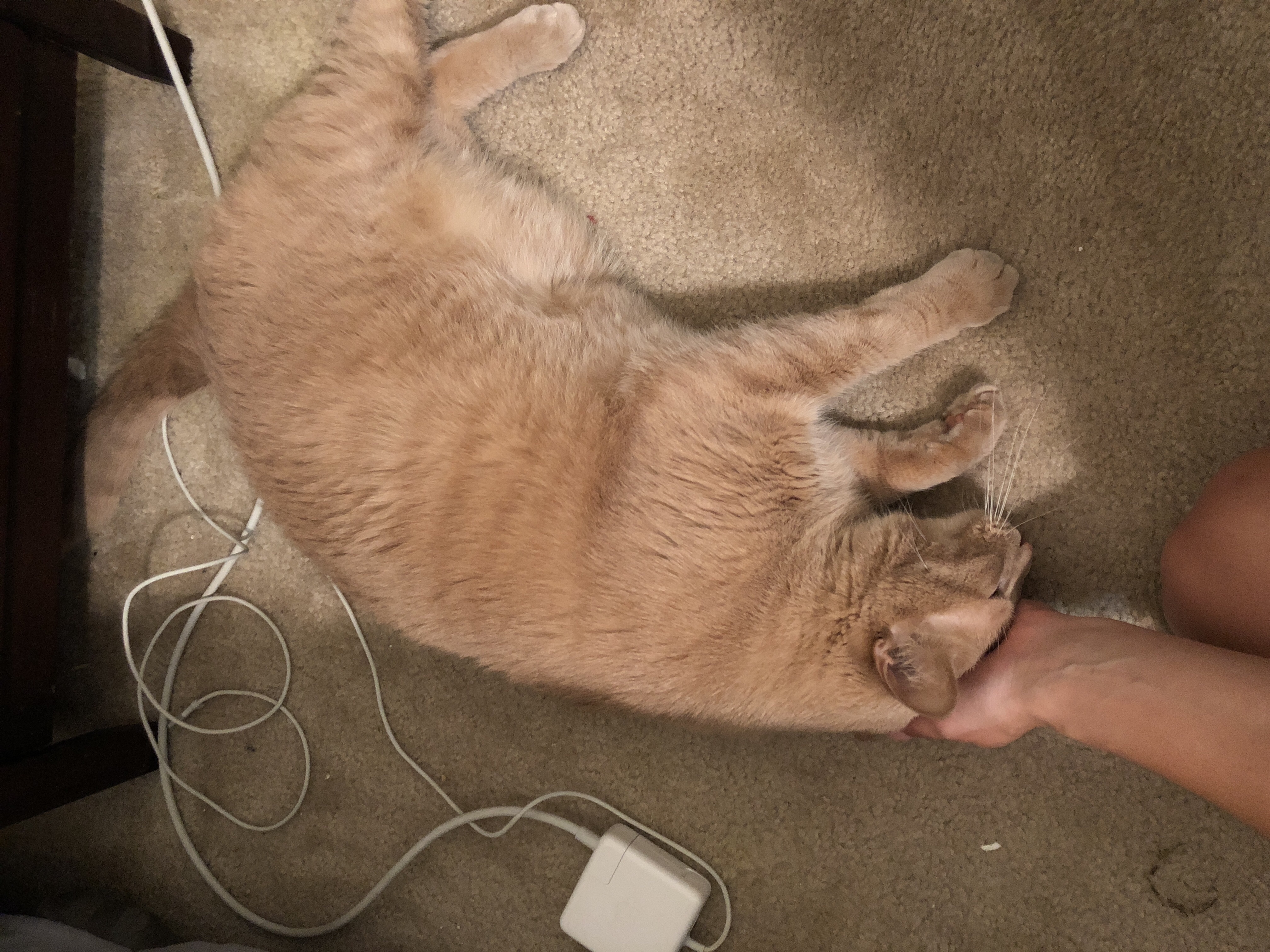 /lostandfound/images/lnfpets/original/20338_thumb_one.jpg