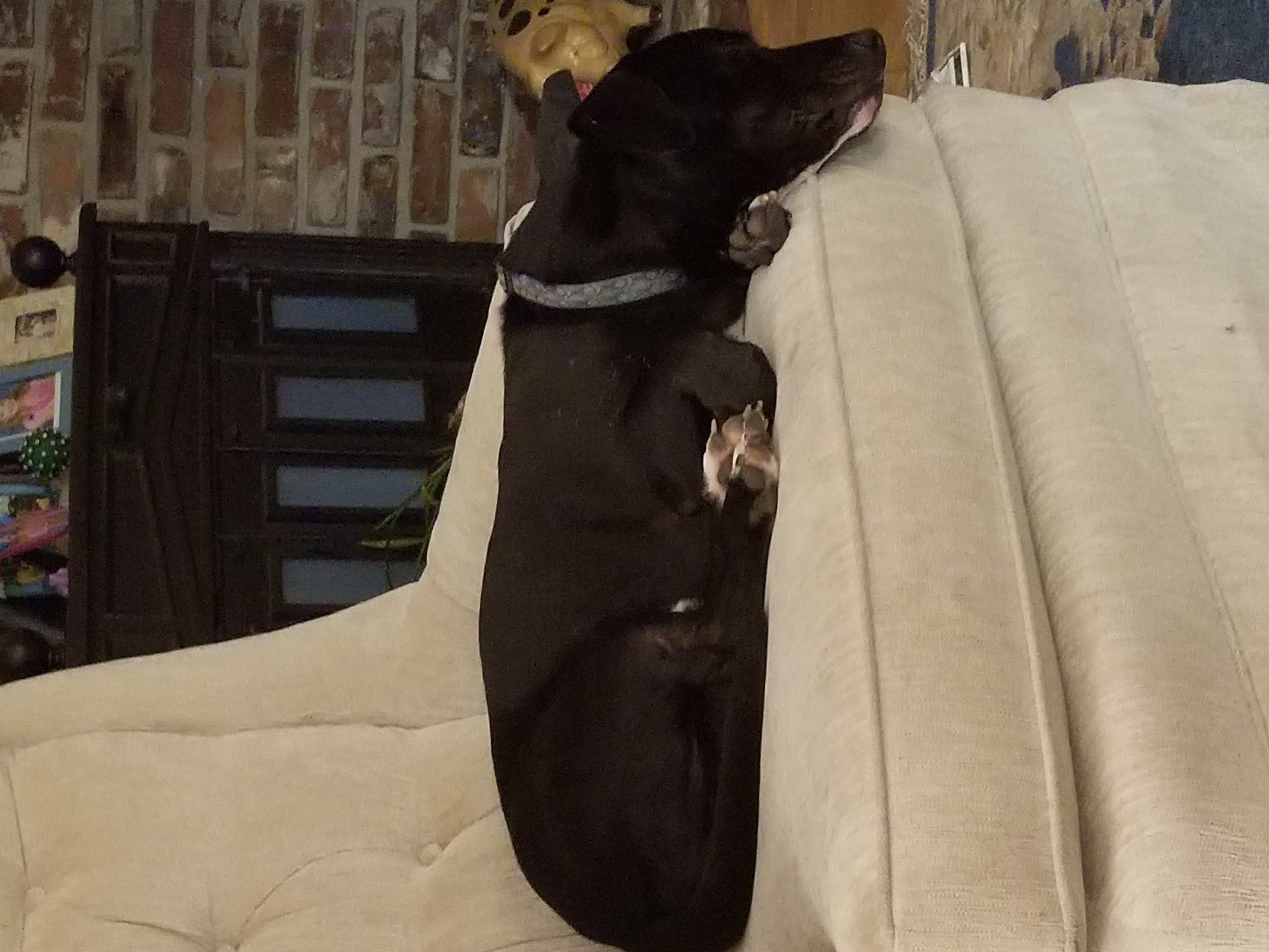 /lostandfound/images/lnfpets/original/20354_thumb_one.jpg