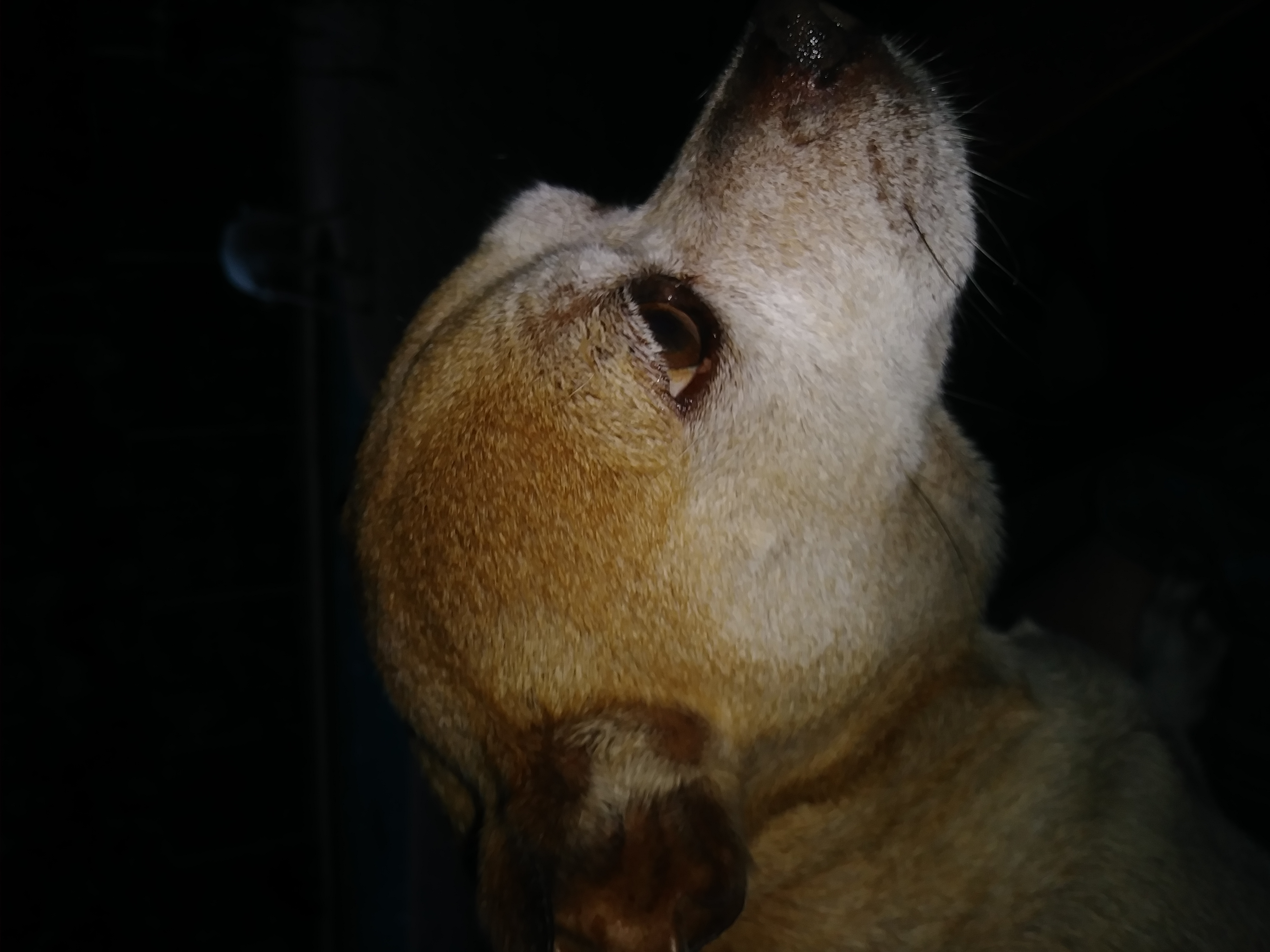 /lostandfound/images/lnfpets/original/20368_thumb_one.jpg