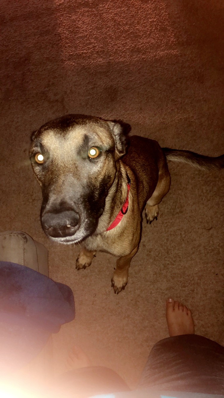 /lostandfound/images/lnfpets/original/20424_thumb_one.jpeg