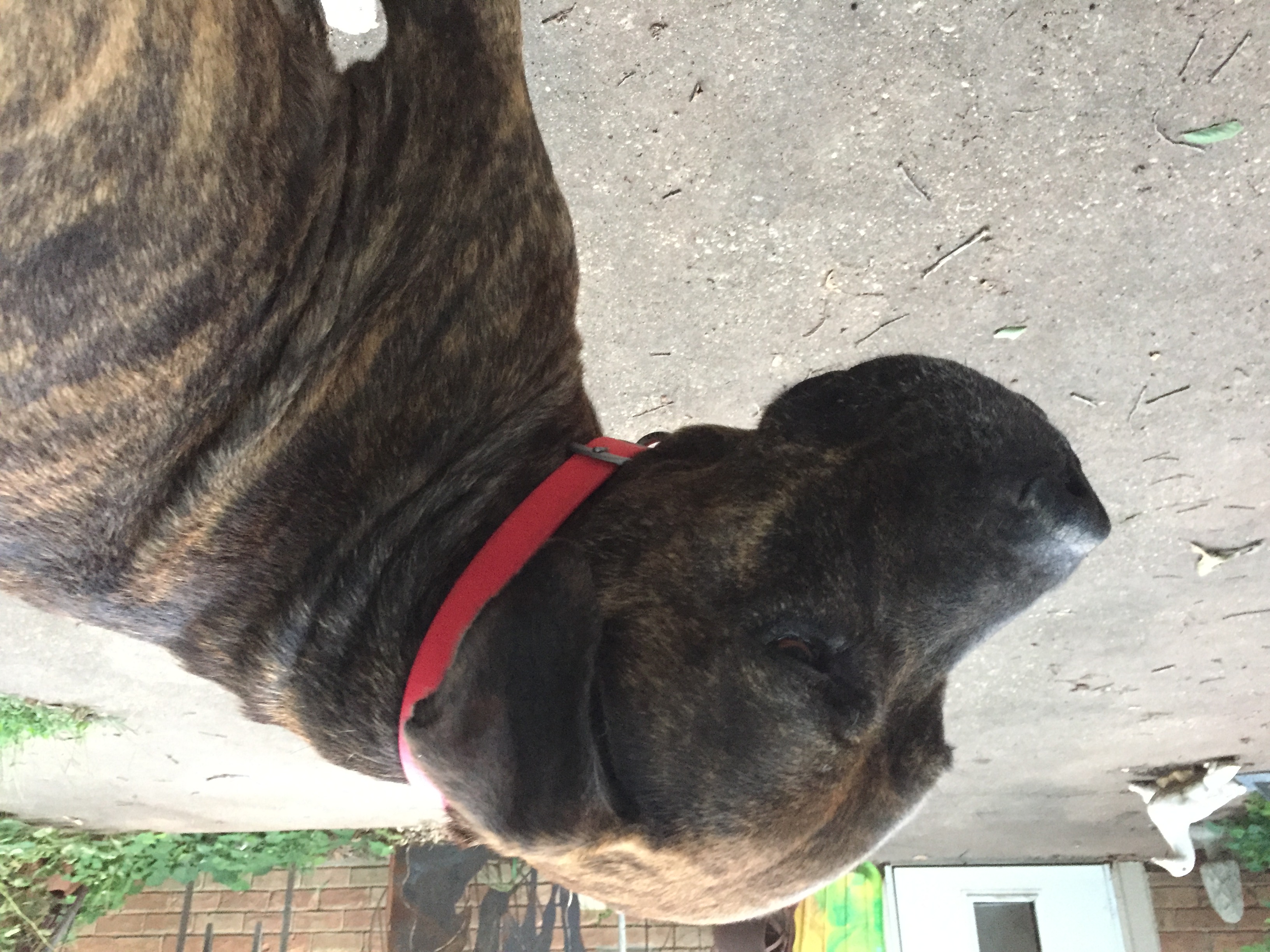 /lostandfound/images/lnfpets/original/20584_thumb_one.jpeg